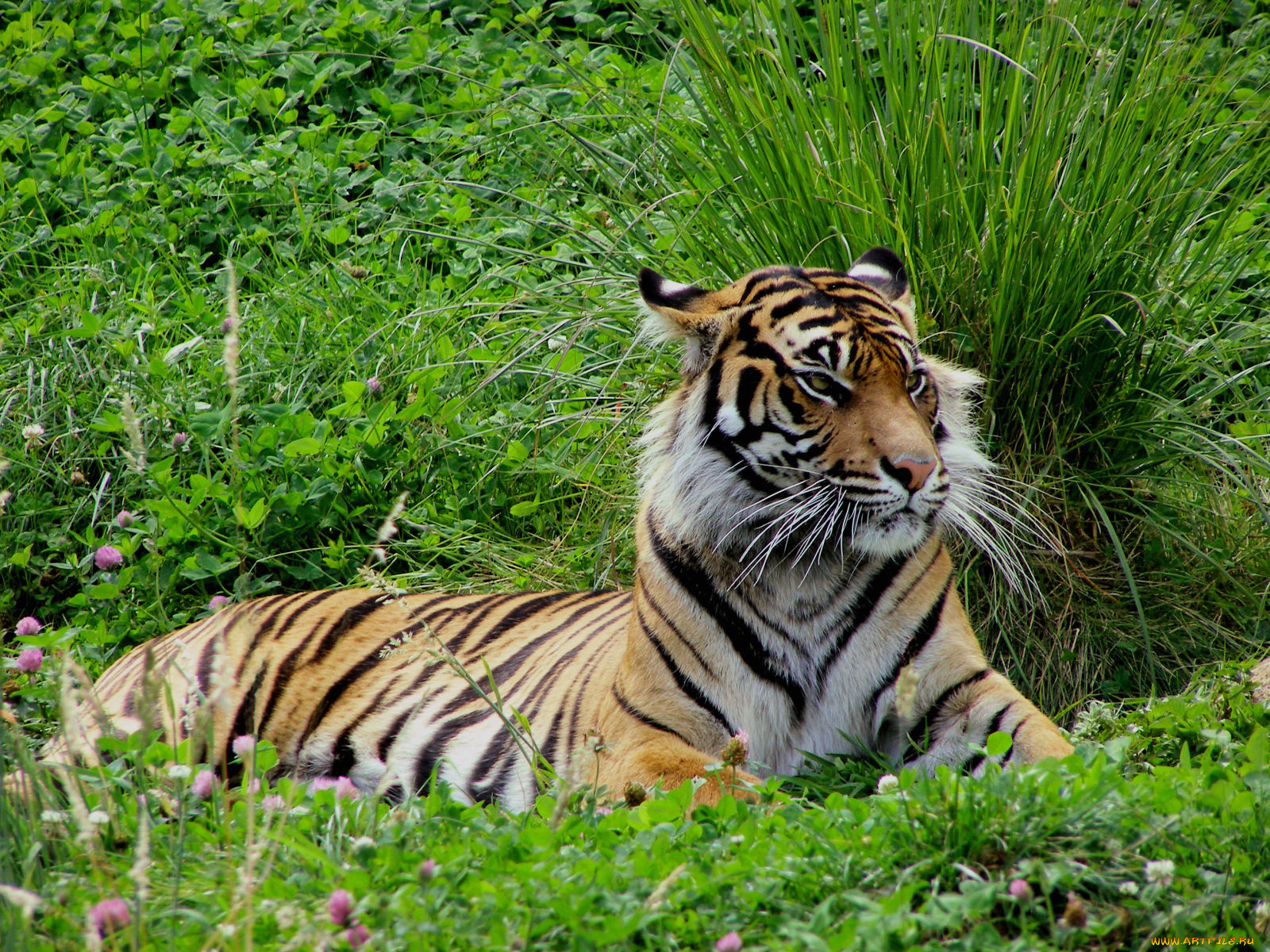 животные, тигры