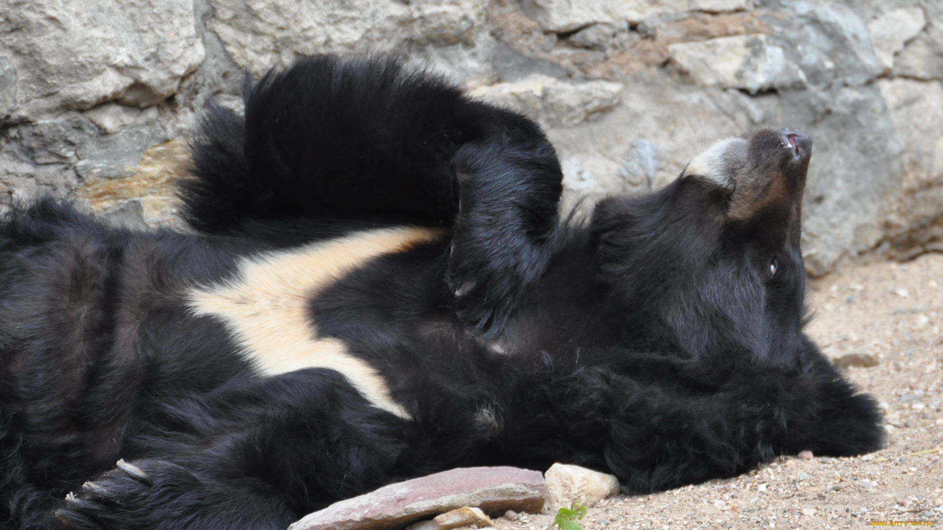 животные, медведи