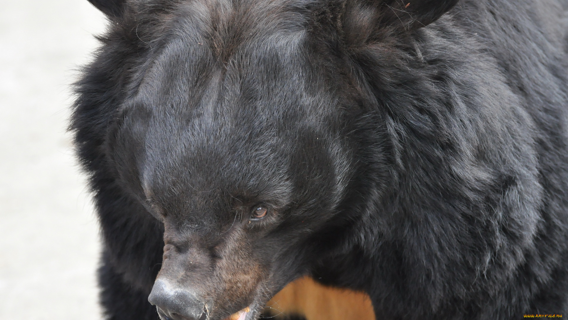 животные, медведи