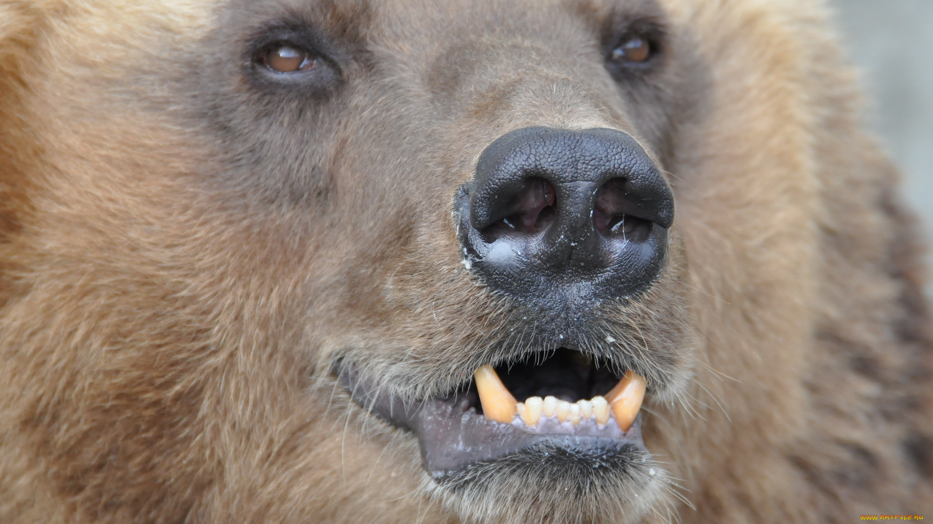 животные, медведи