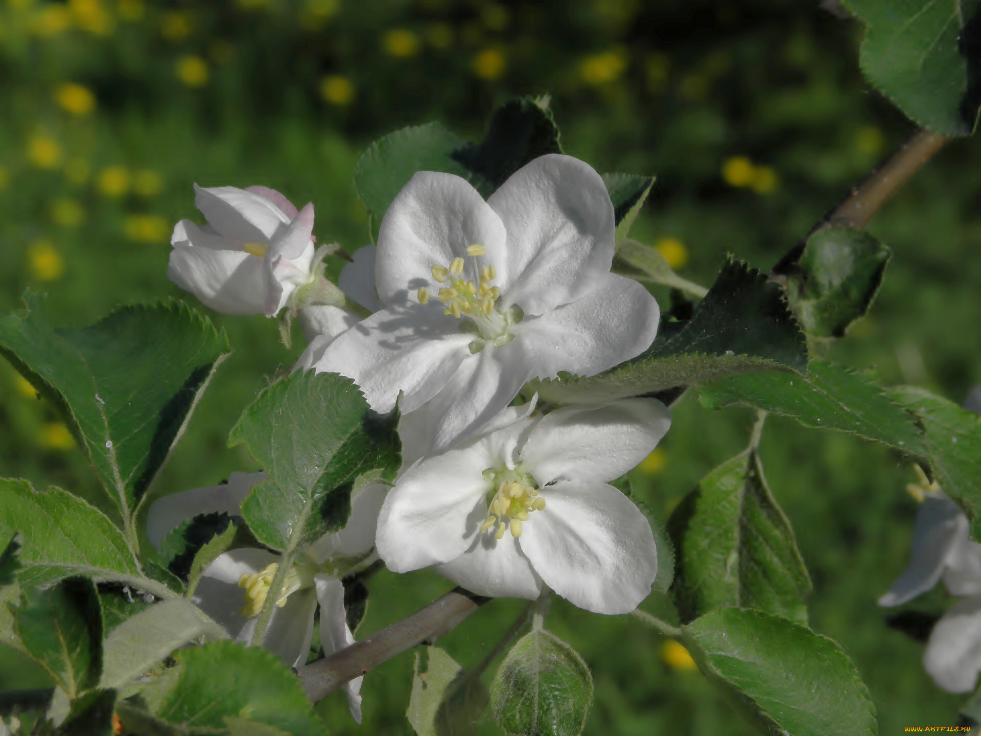 цветы, цветущие, деревья, кустарники