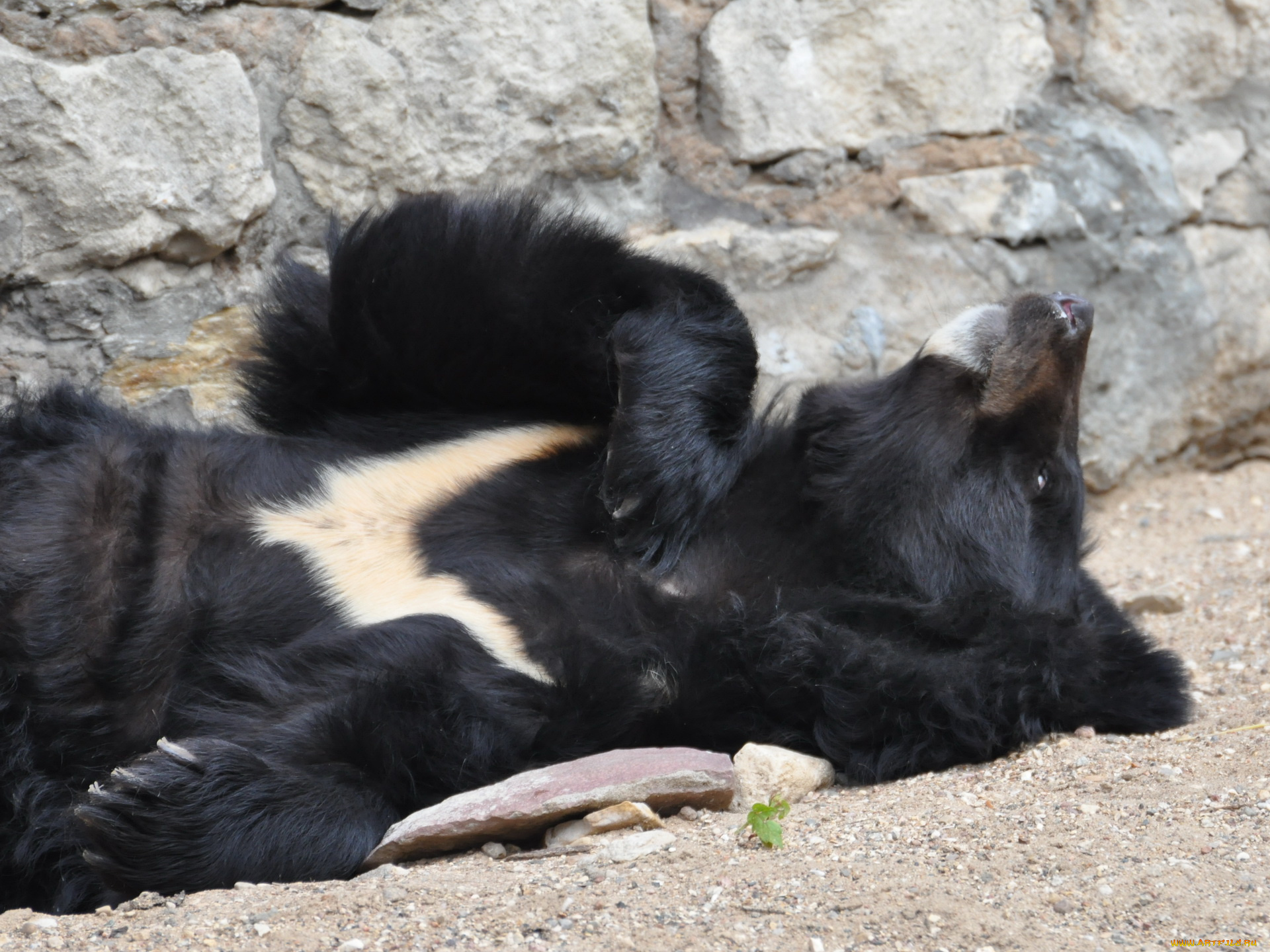 животные, медведи