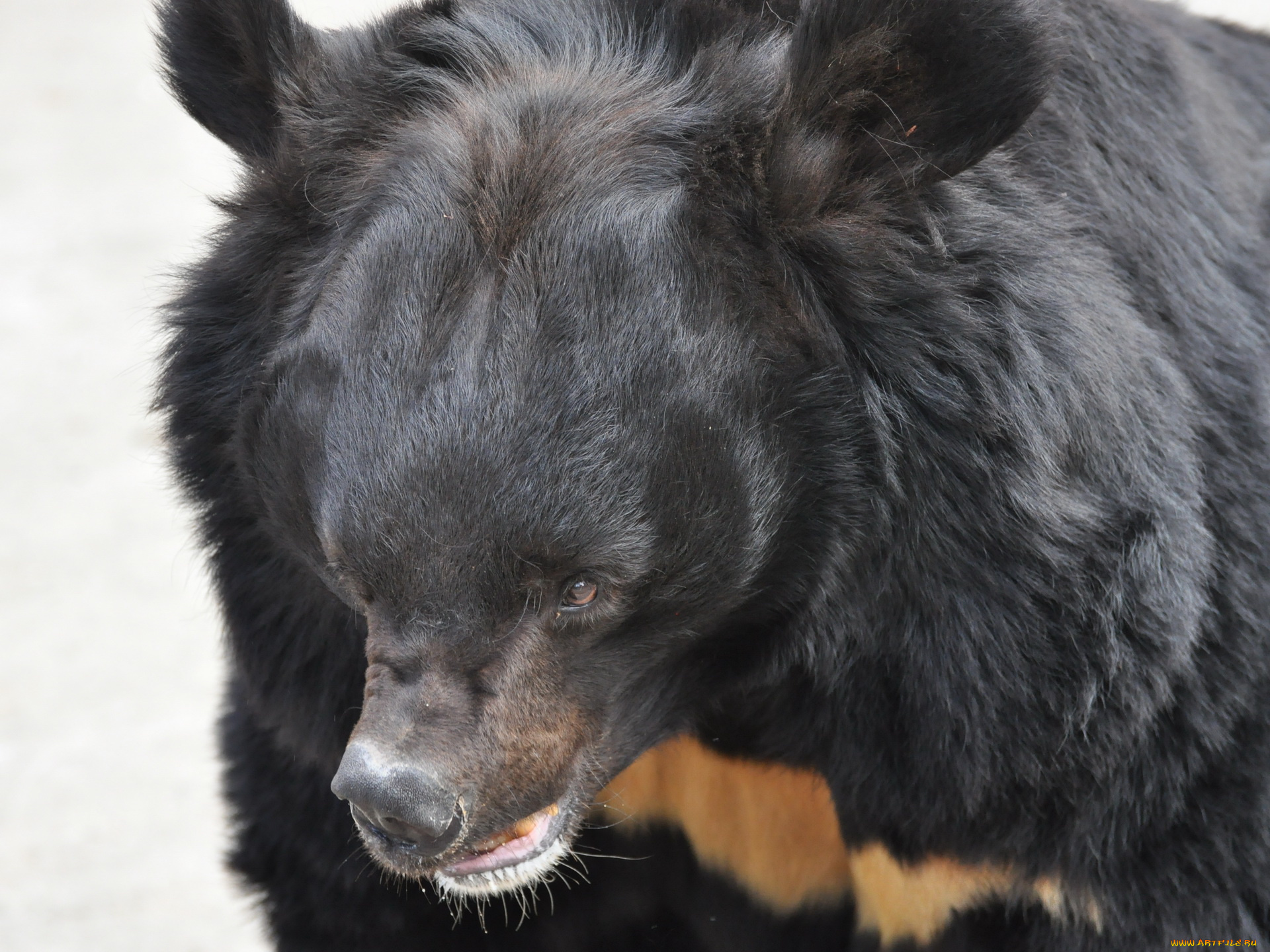 животные, медведи