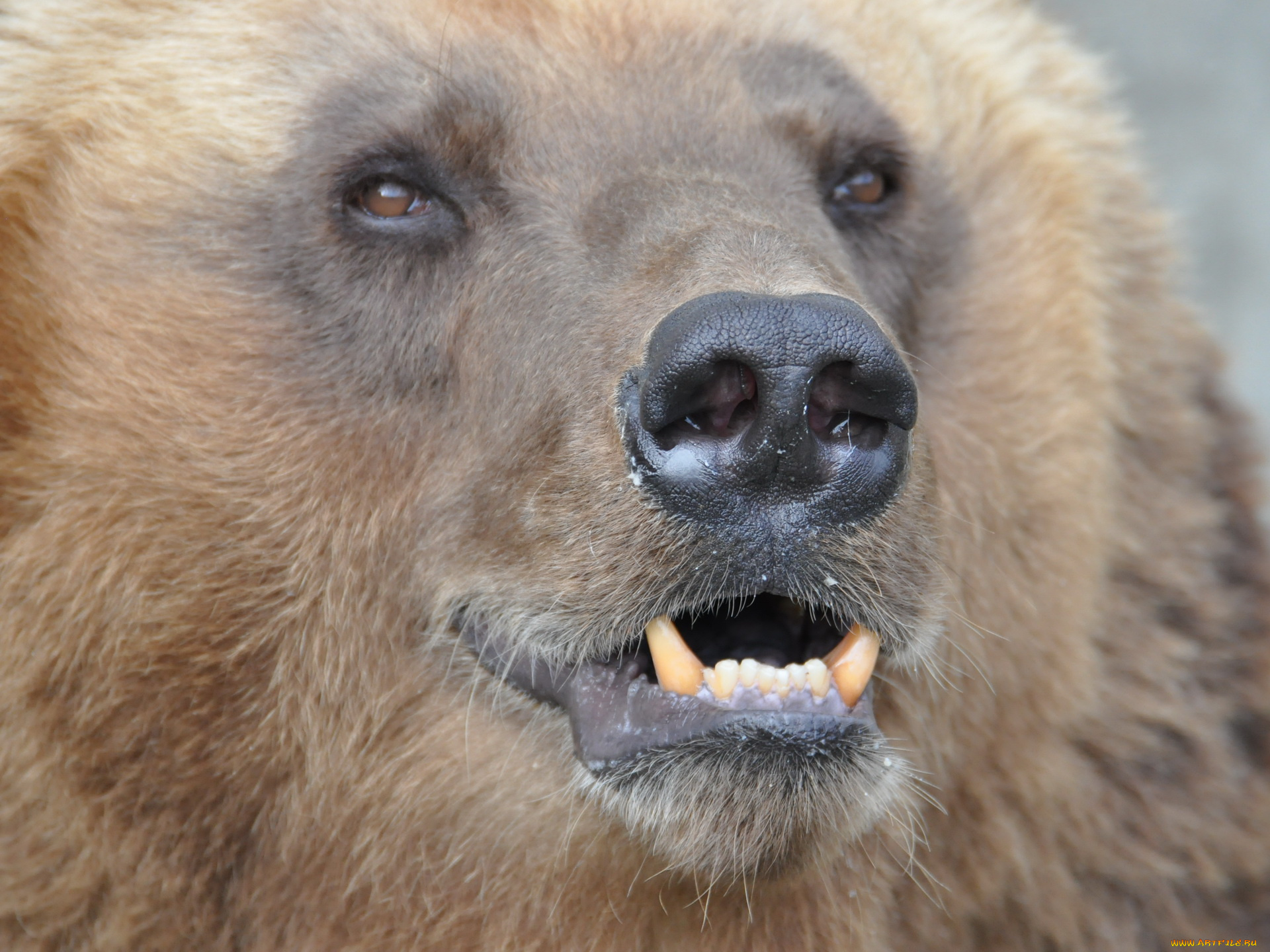 животные, медведи