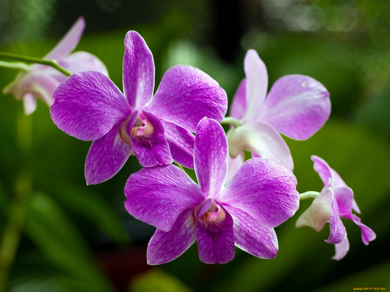 цветы, орхидеи, яркий, розовый