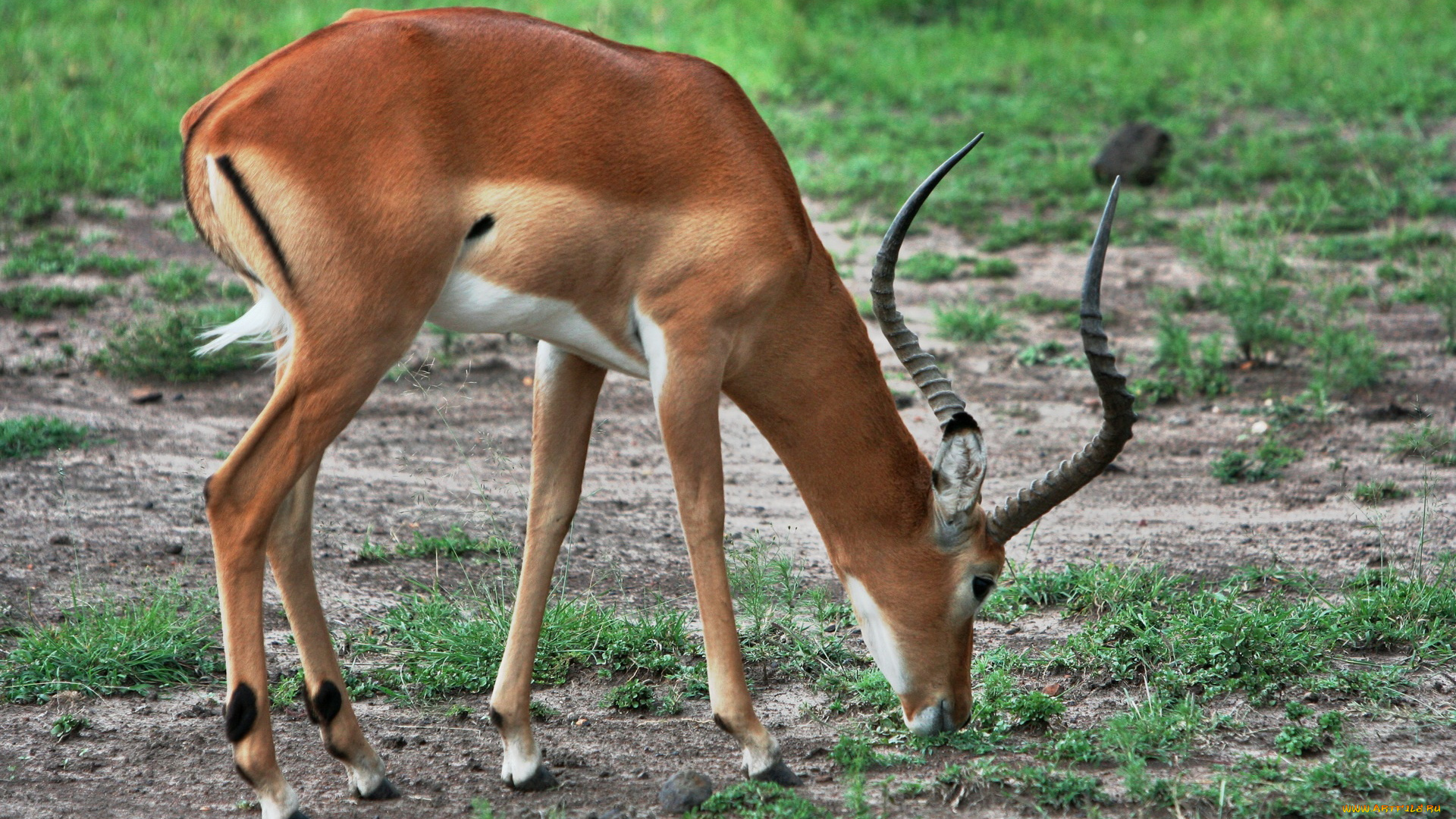 животные, антилопы