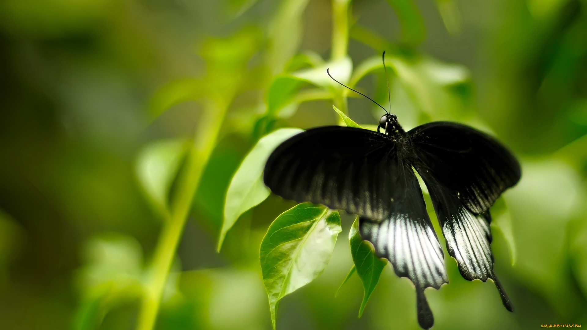 животные, бабочки, бабочка, листя