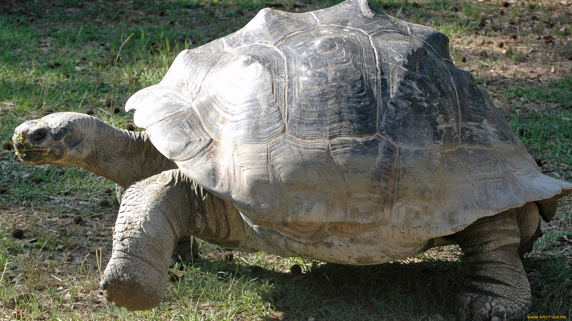 животные, Черепахи, панцирь, большой