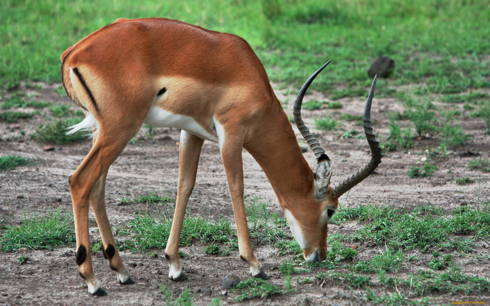 животные, антилопы