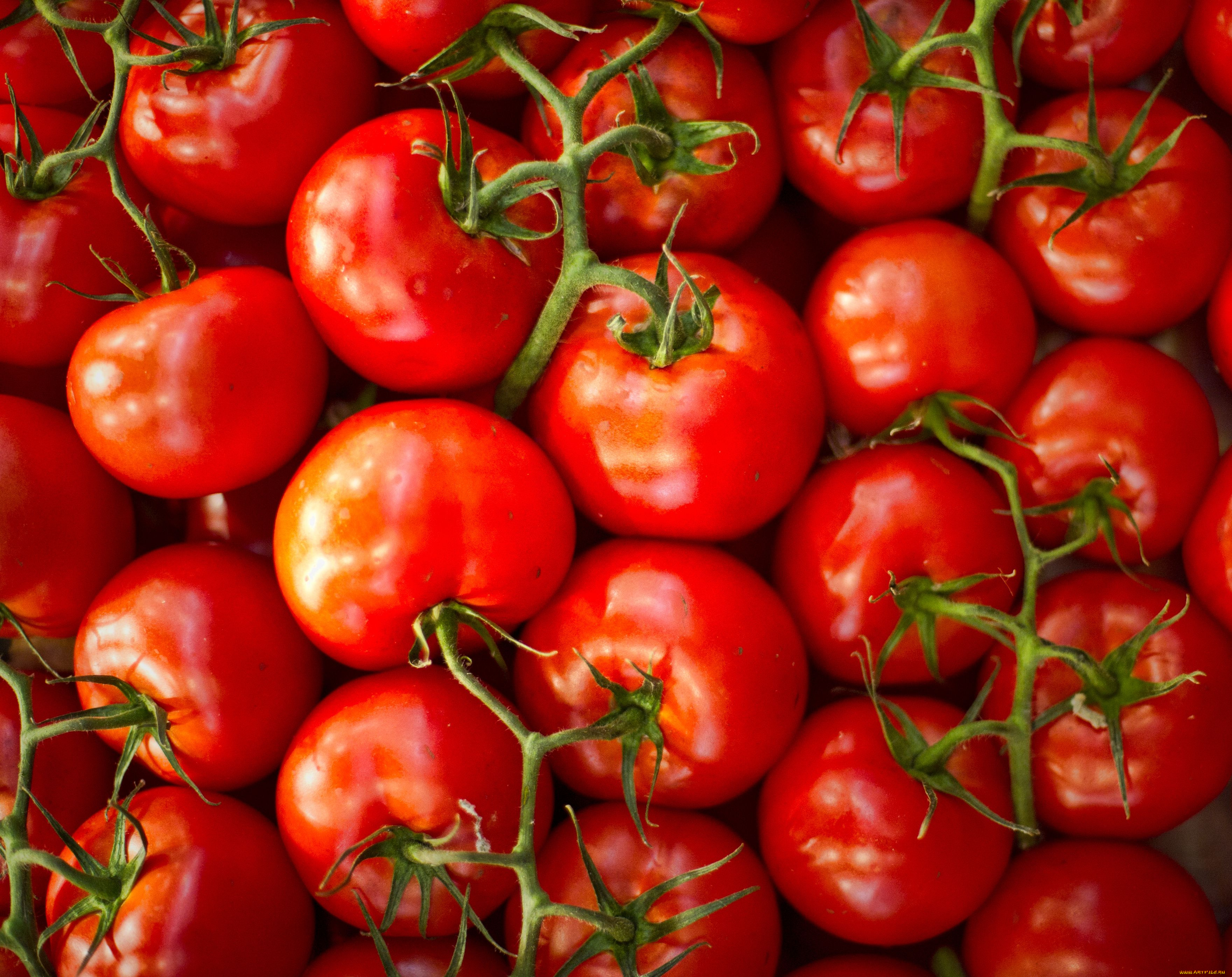 еда, помидоры, томаты