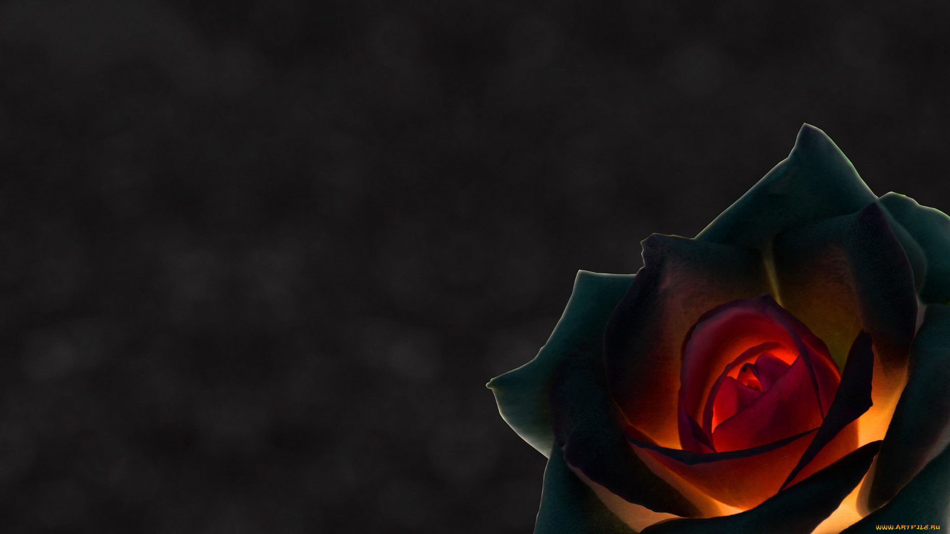 3д, графика, flowers, цветы, роза