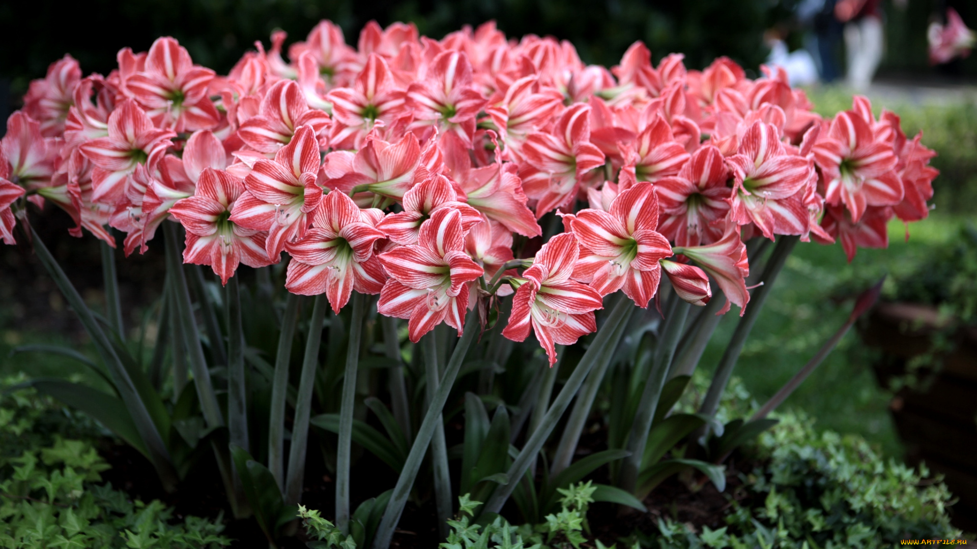 цветы, амариллисы, гиппеаструмы, пестрый, много