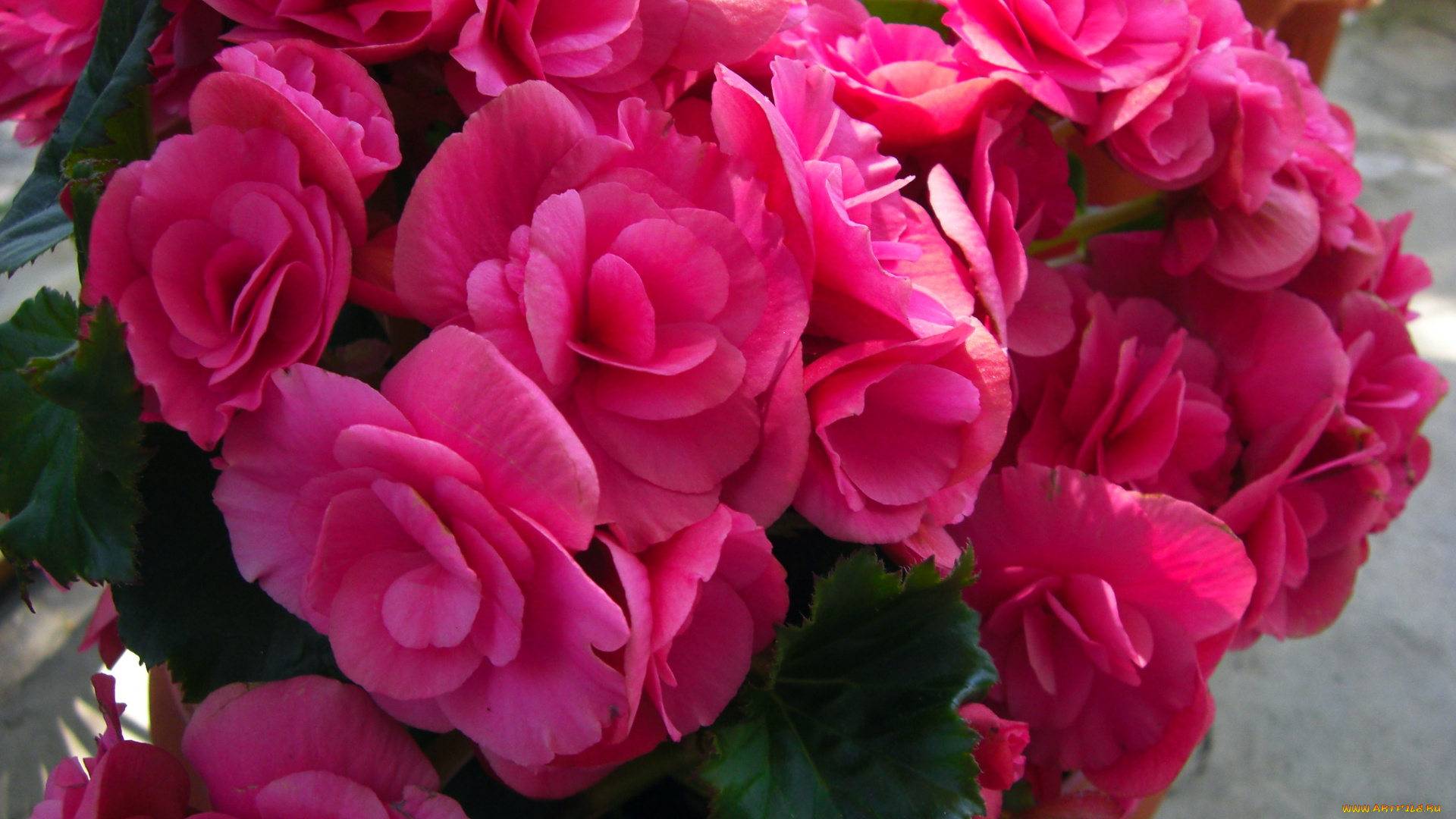 цветы, бегония