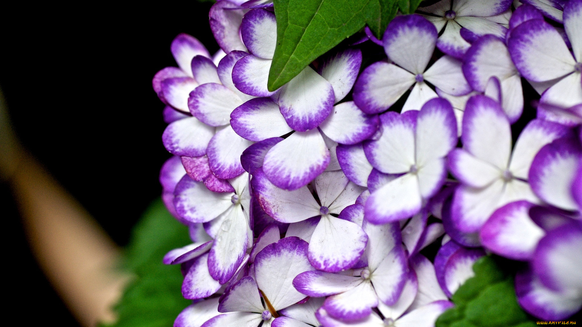 цветы, гортензия, кайма, макро