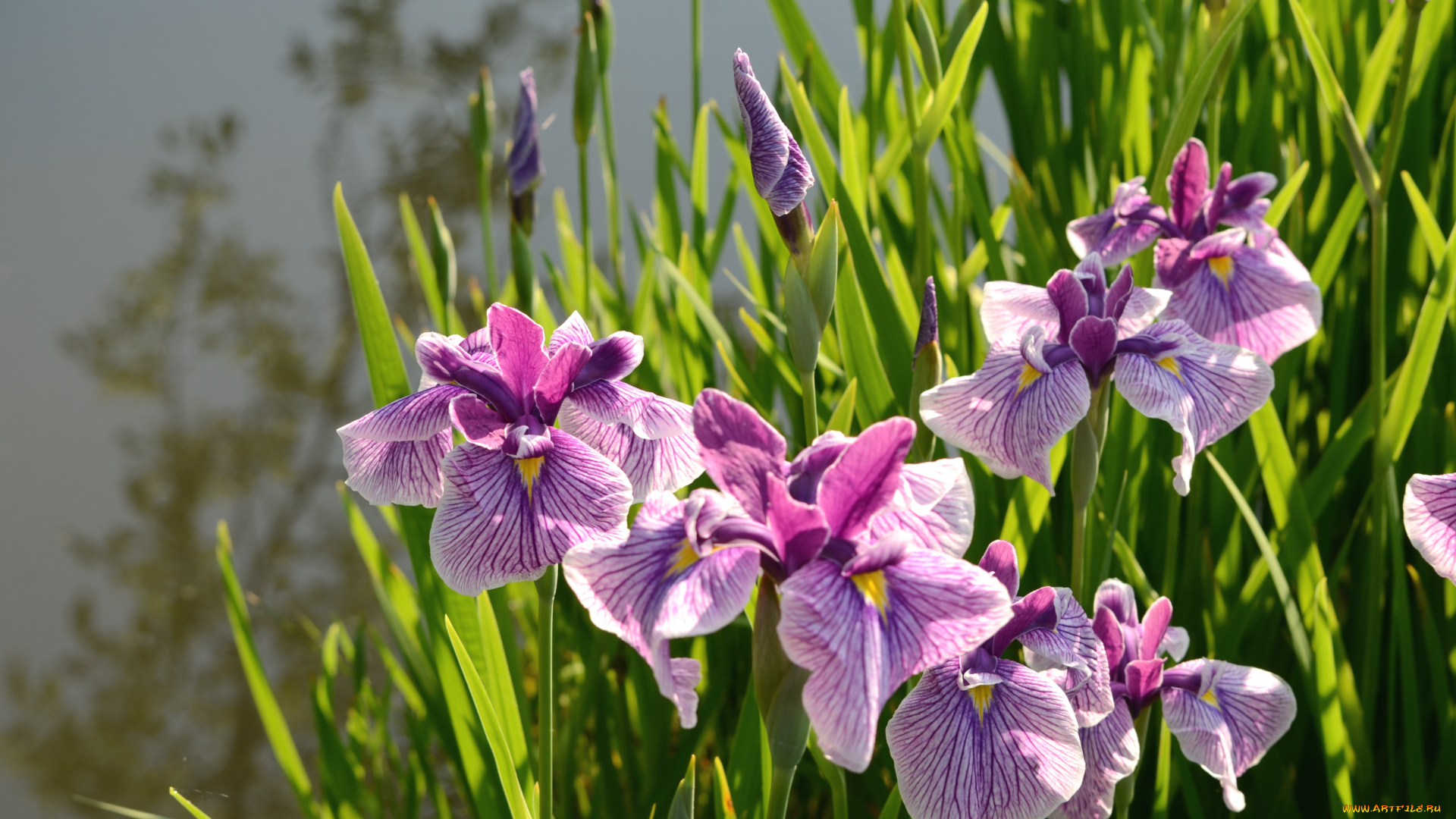 цветы, ирисы, сиреневый, вода, японский, ирис