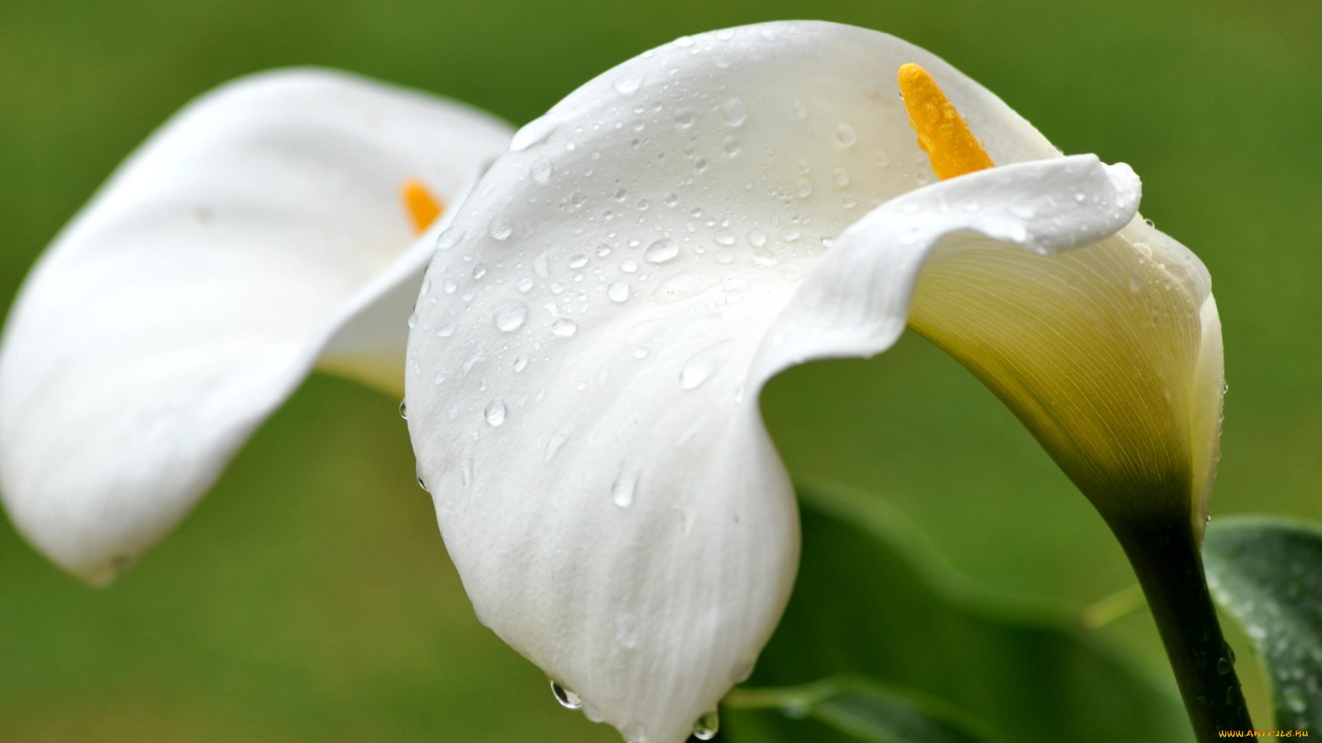 цветы, каллы, капли, белый