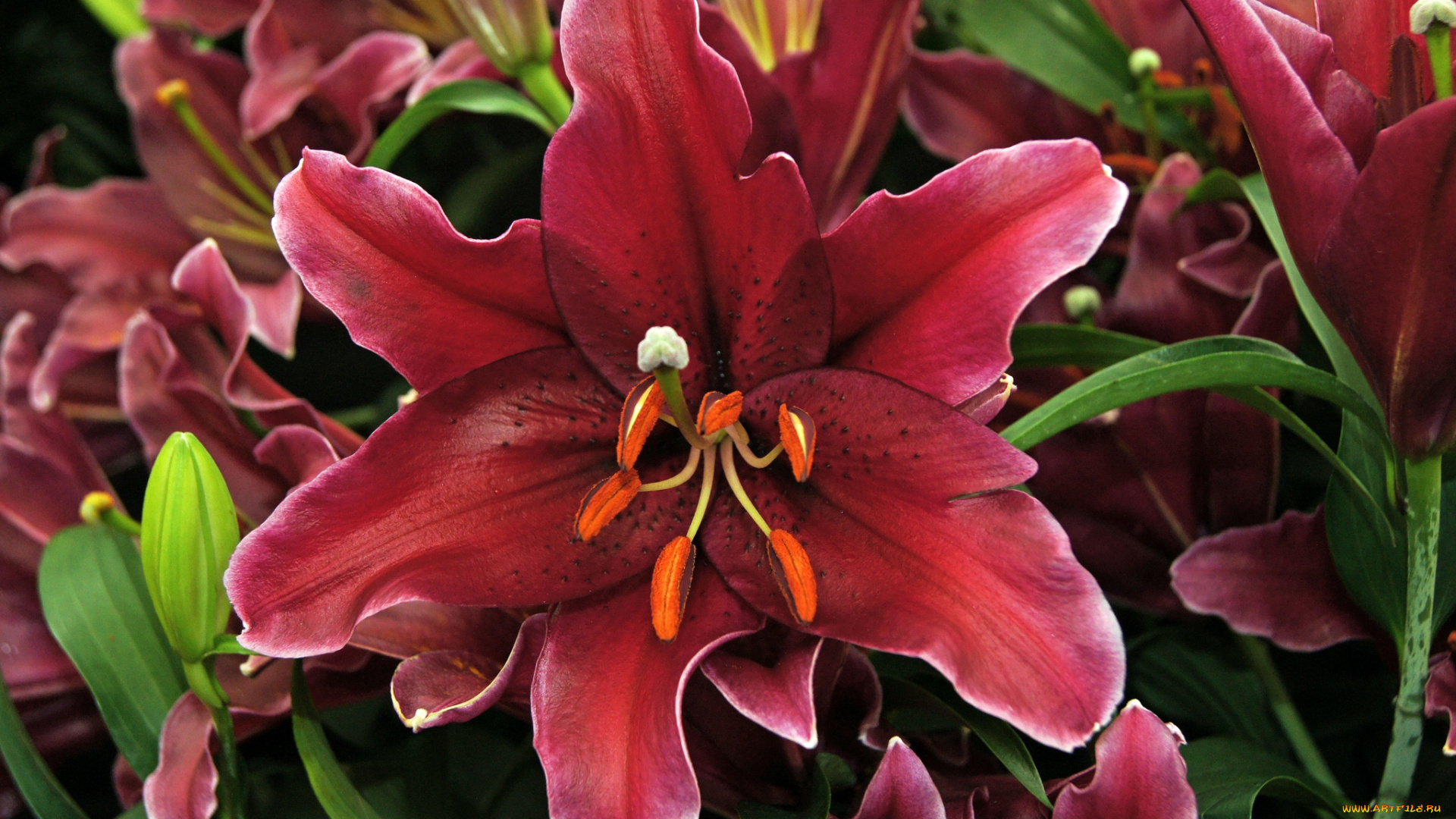 цветы, лилии, лилейники, бордовый, макро