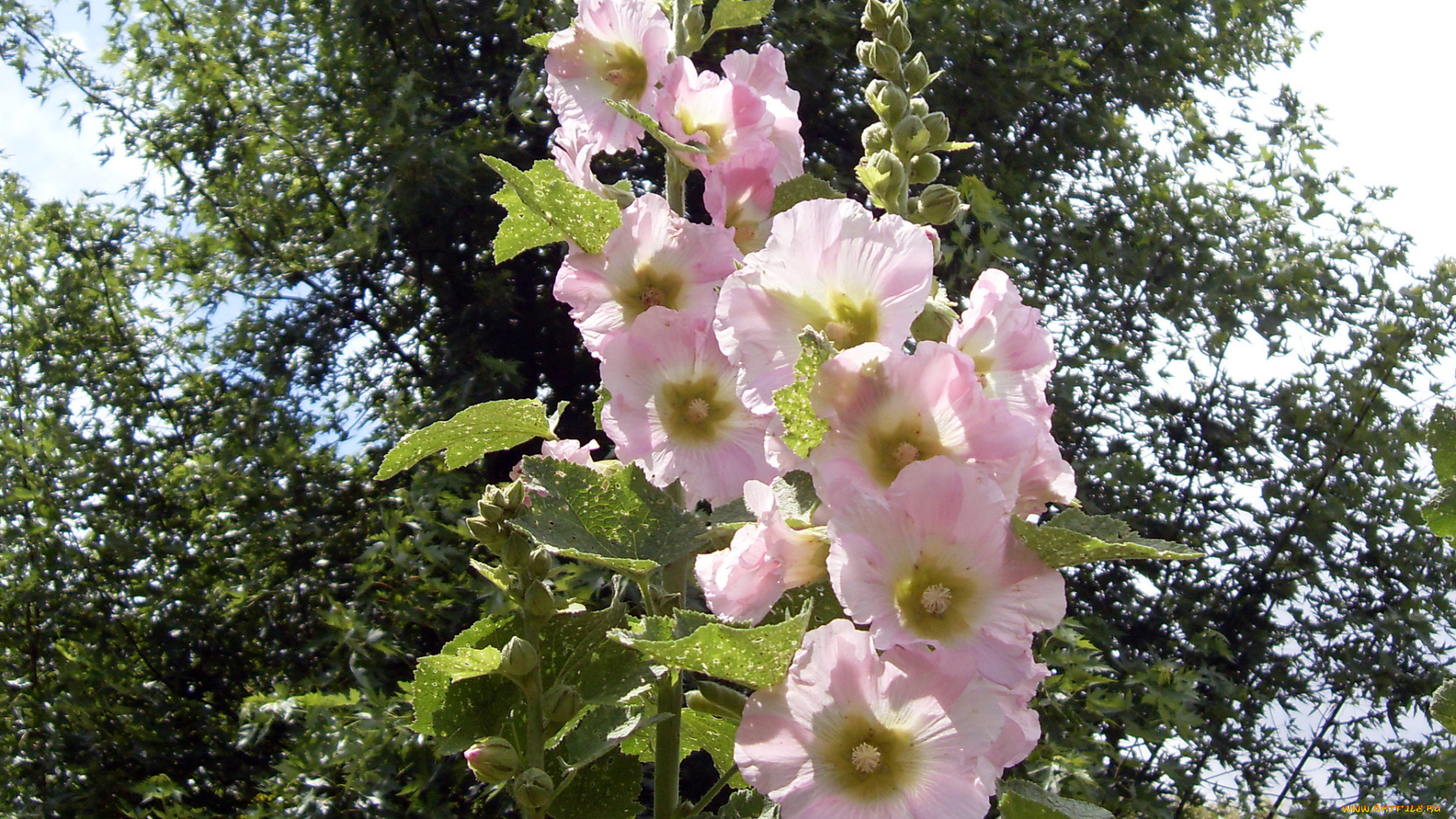 цветы, мальвы, мальва