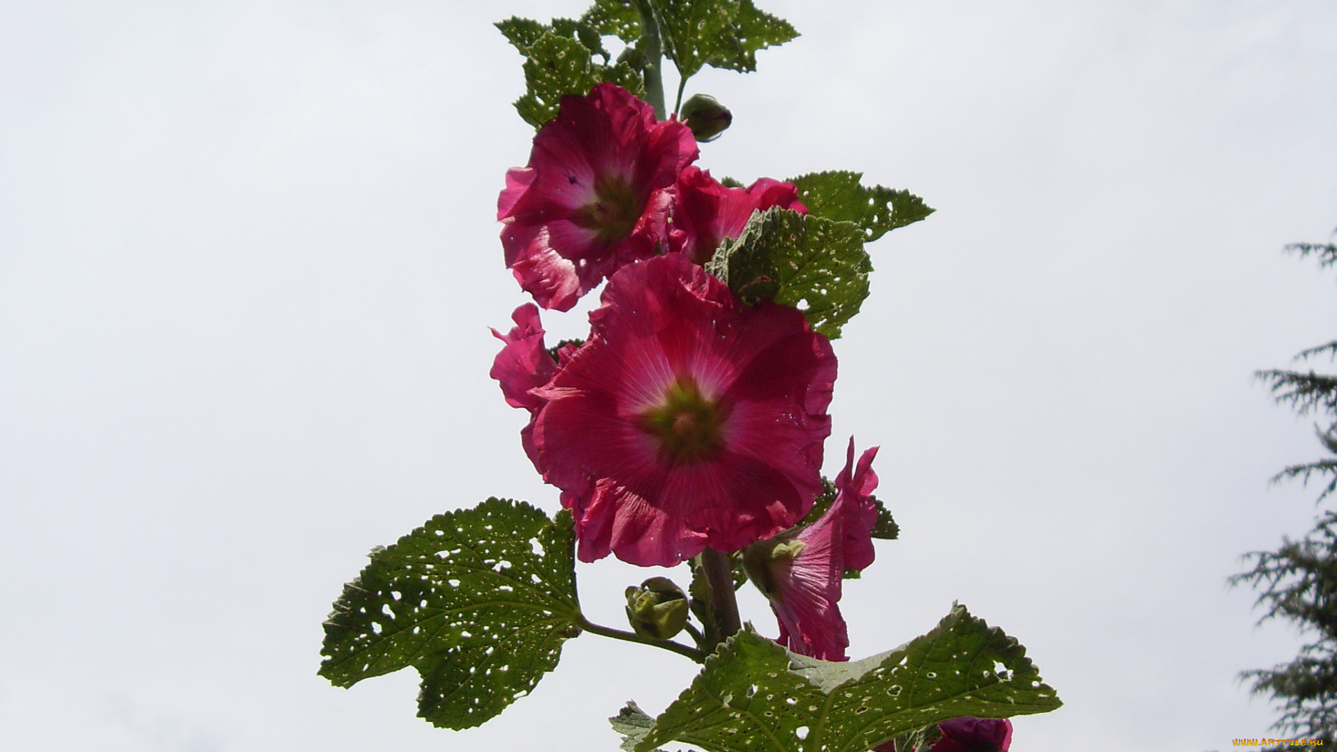 цветы, мальвы, мальва