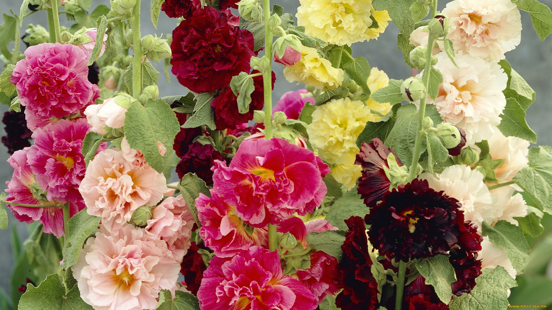 цветы, мальвы, мальва