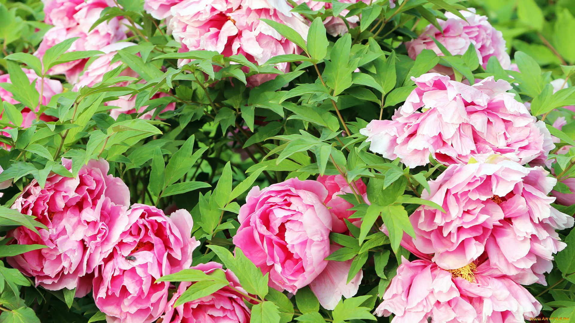 цветы, пионы