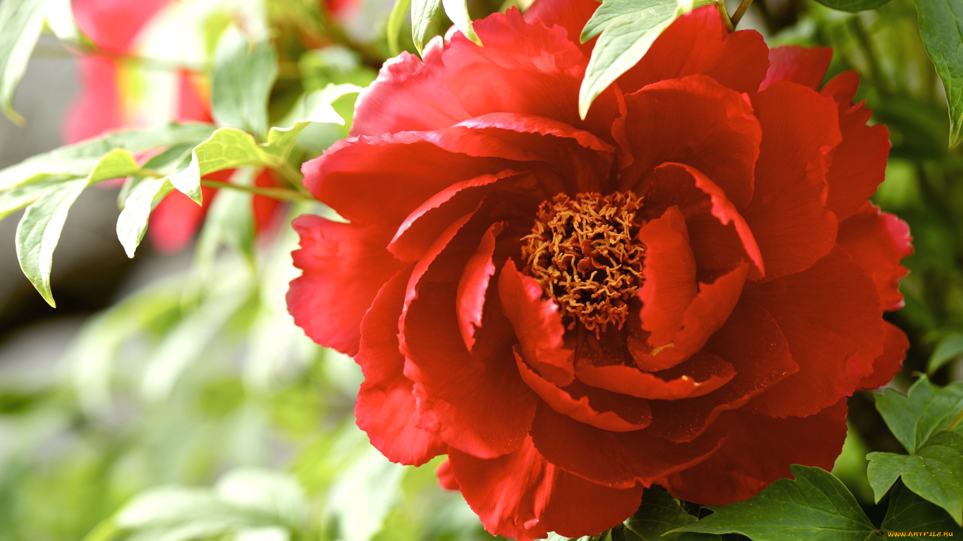 цветы, пионы, красный, пышный