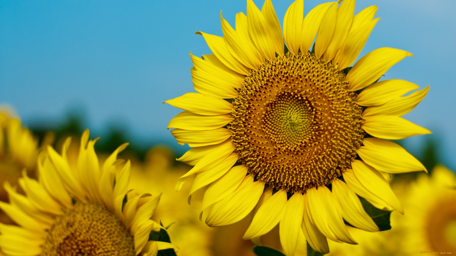 цветы, подсолнухи, солнышко