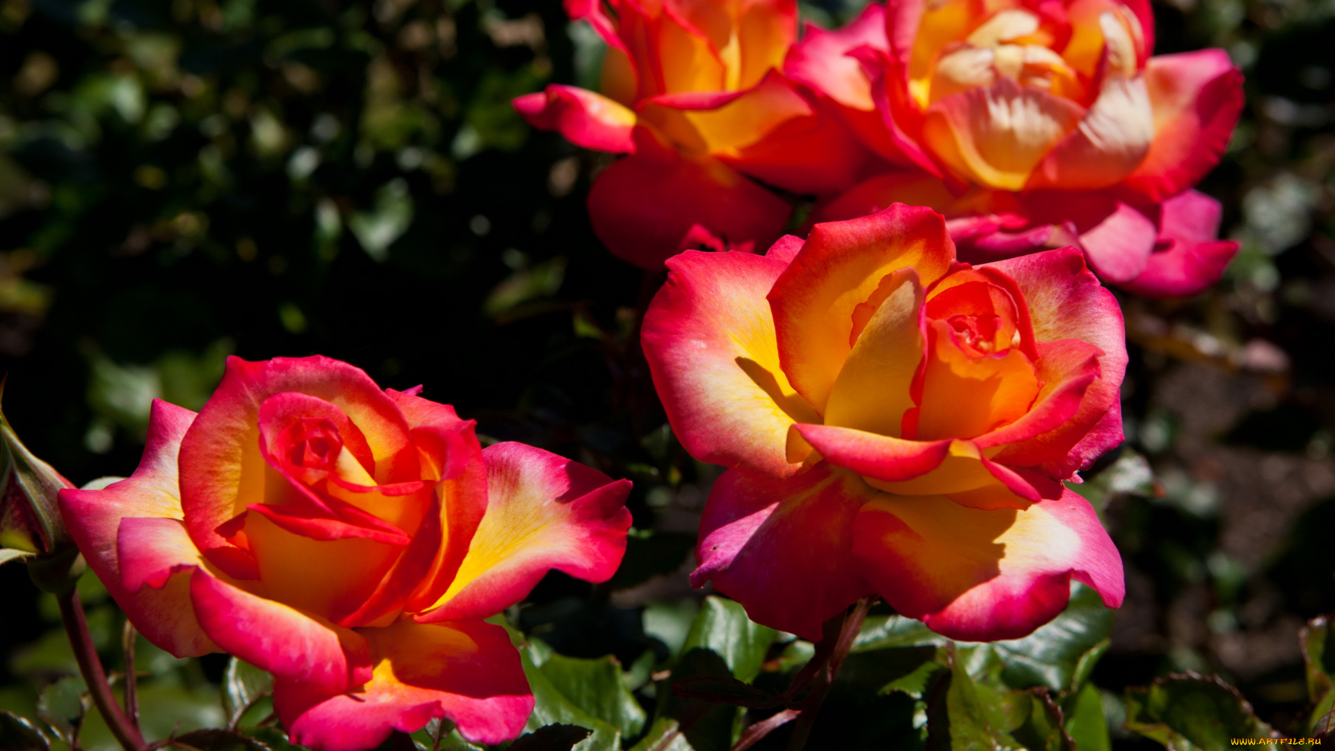 цветы, розы
