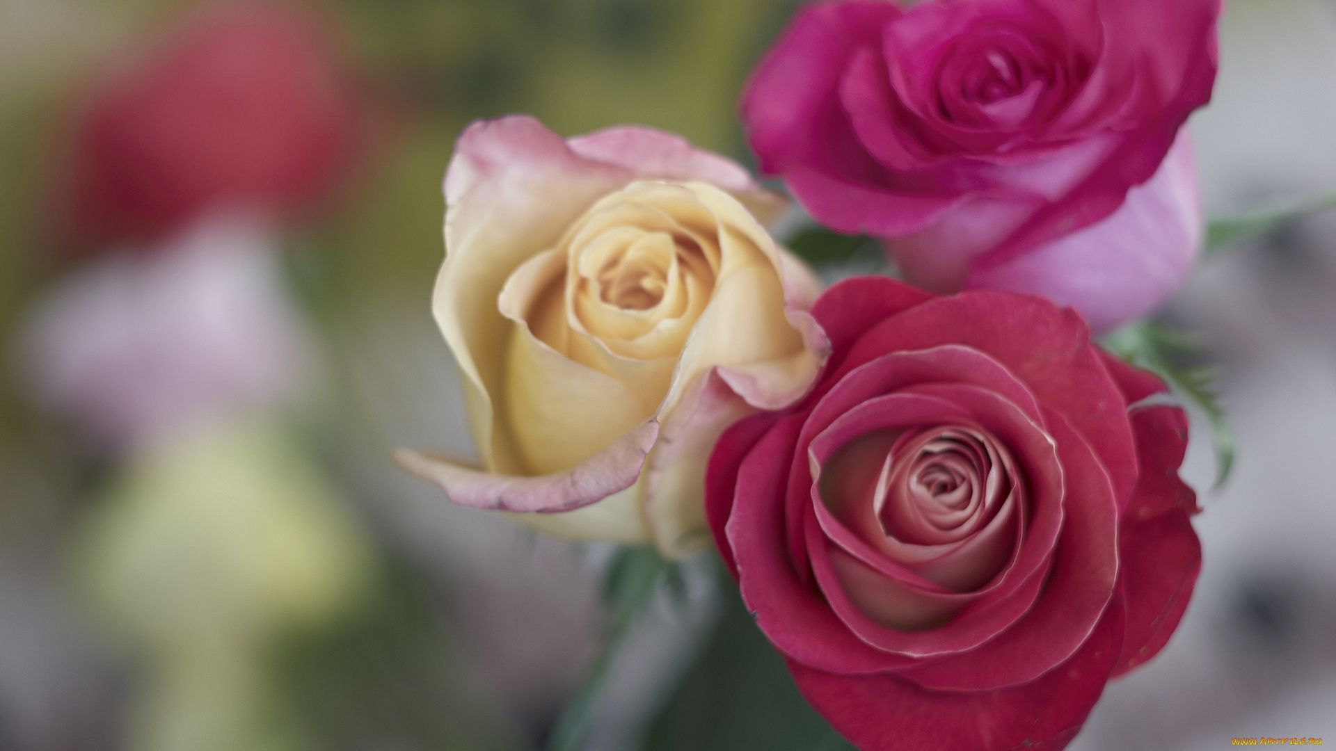 цветы, розы, бутоны