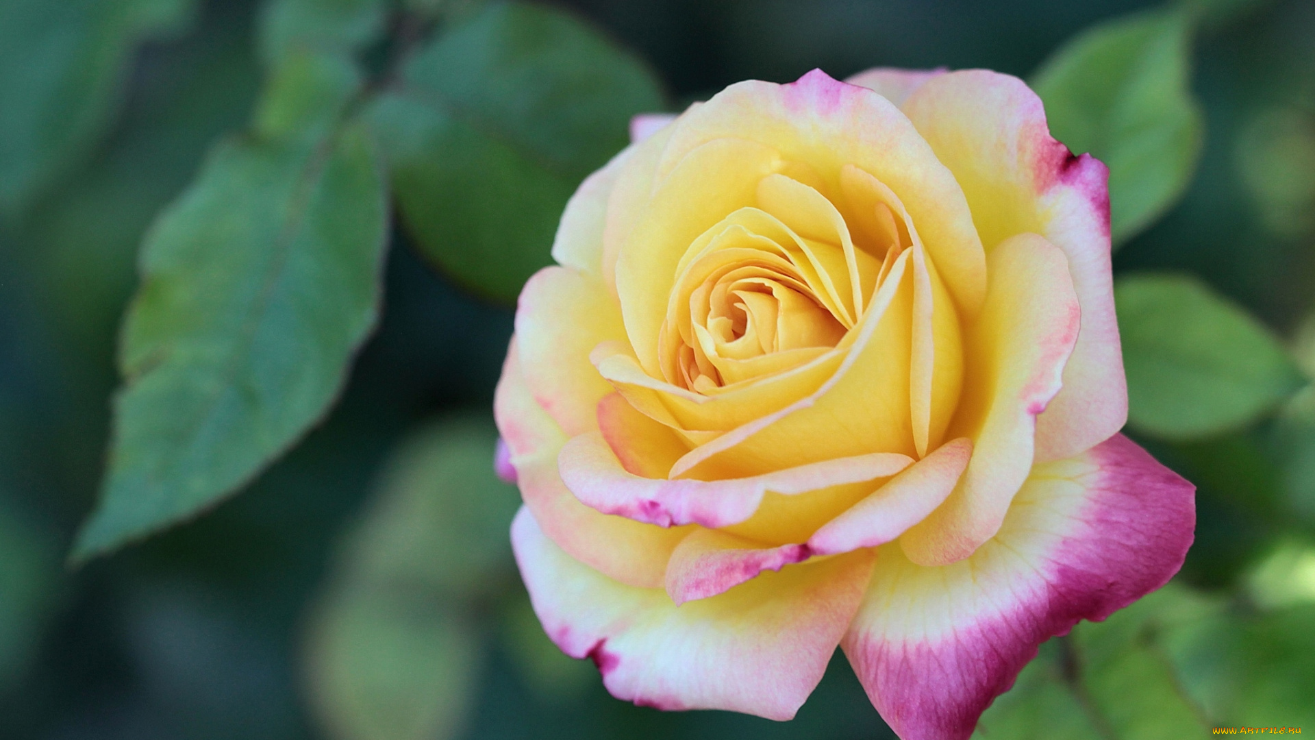 цветы, розы, красавица