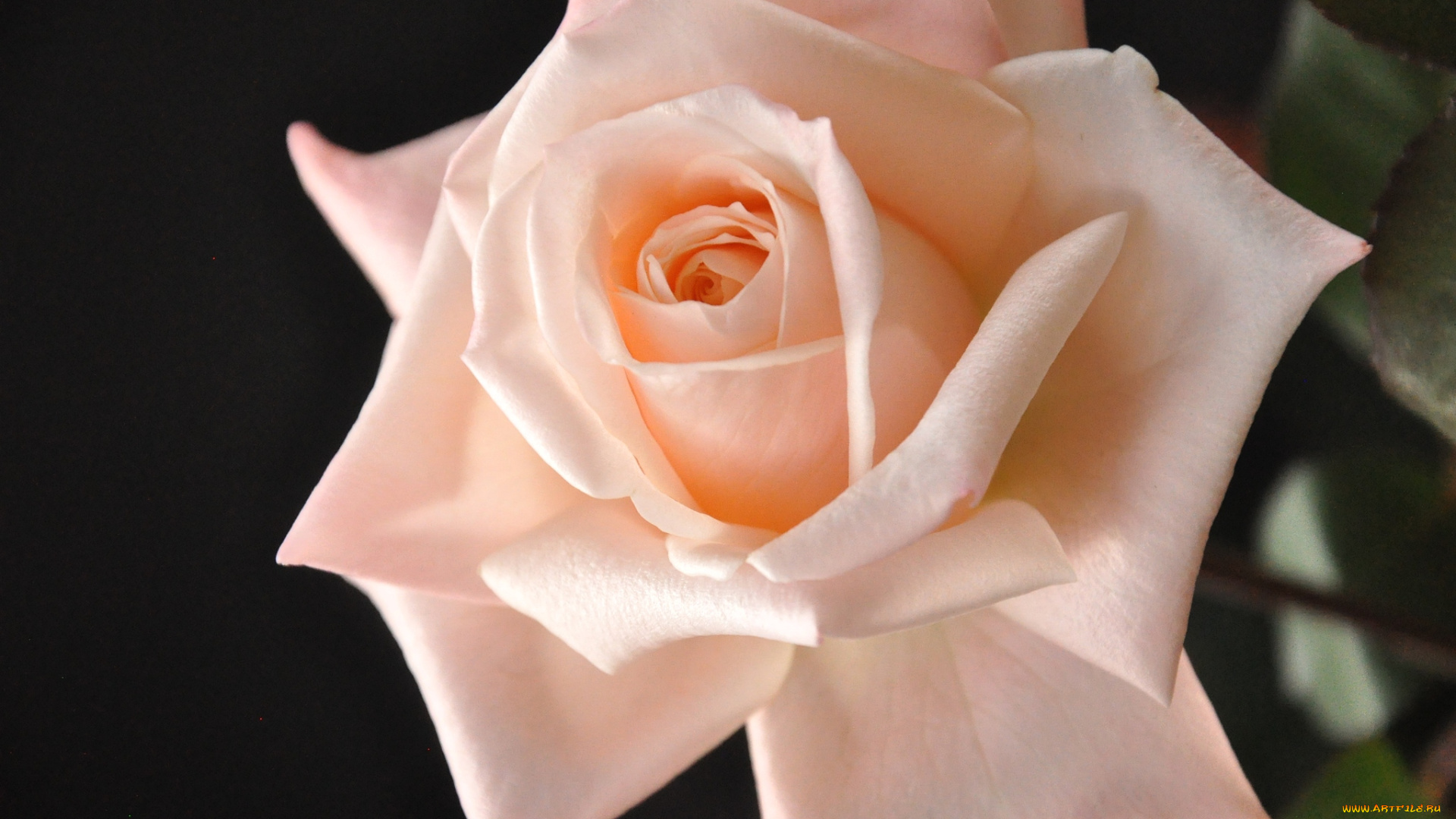 цветы, розы, кремовый, элегантность