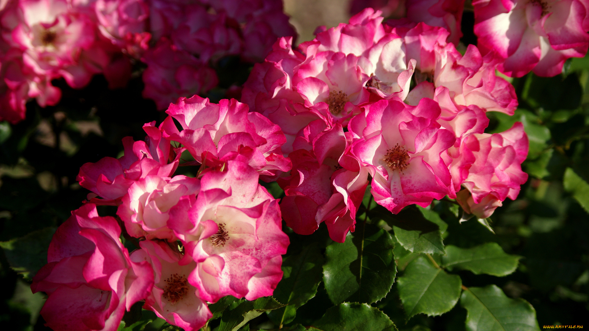 цветы, розы, куст