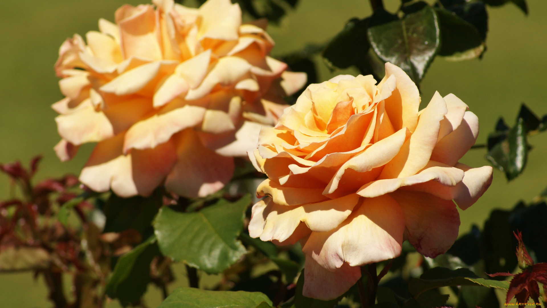 цветы, розы, макро