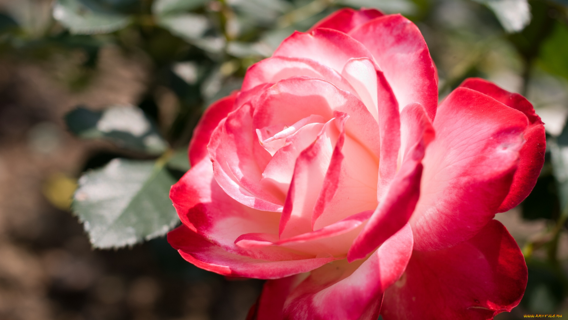 цветы, розы, макро, бутон, лепестки