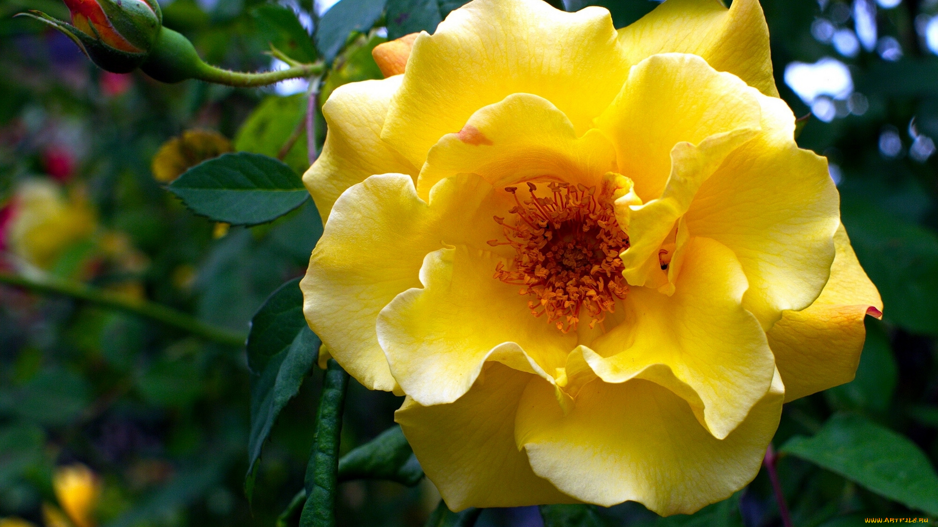 цветы, розы, макро, лепестки