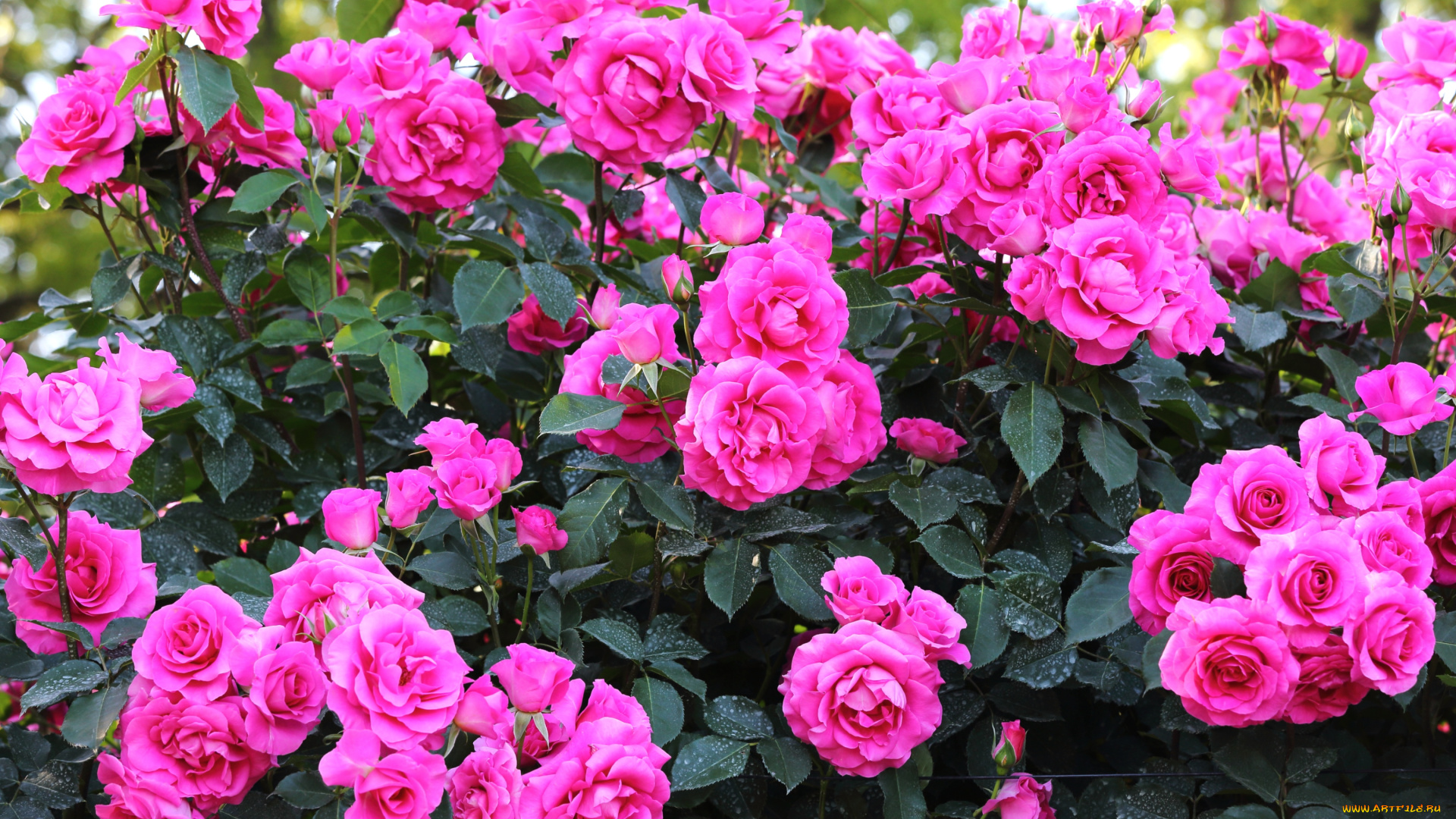 цветы, розы, много, кусты, розовый