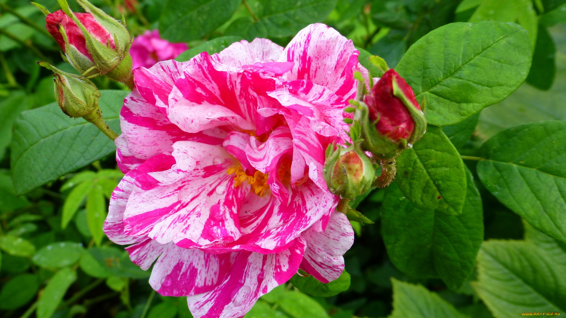 цветы, розы, роза