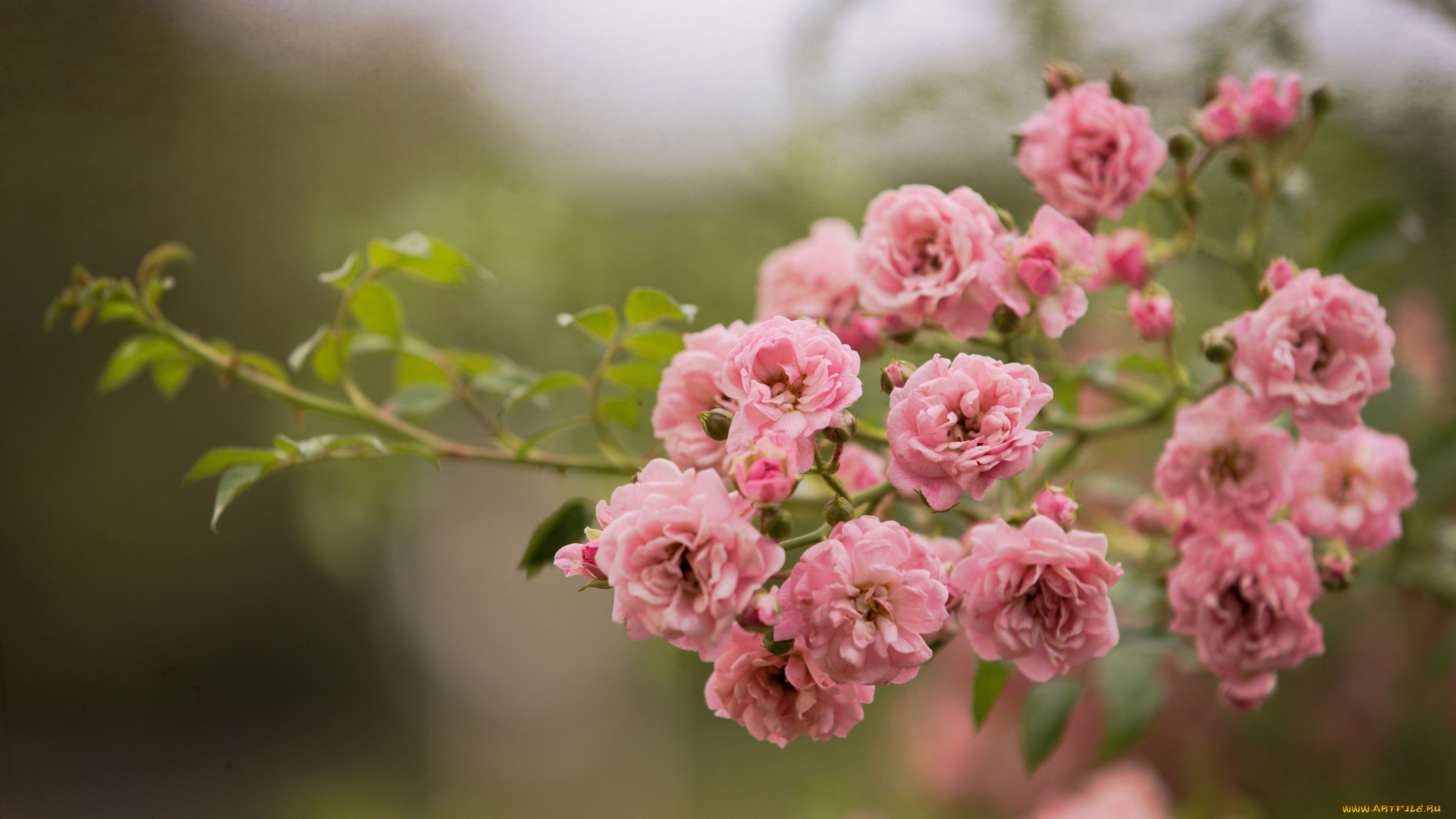 цветы, розы, ветка