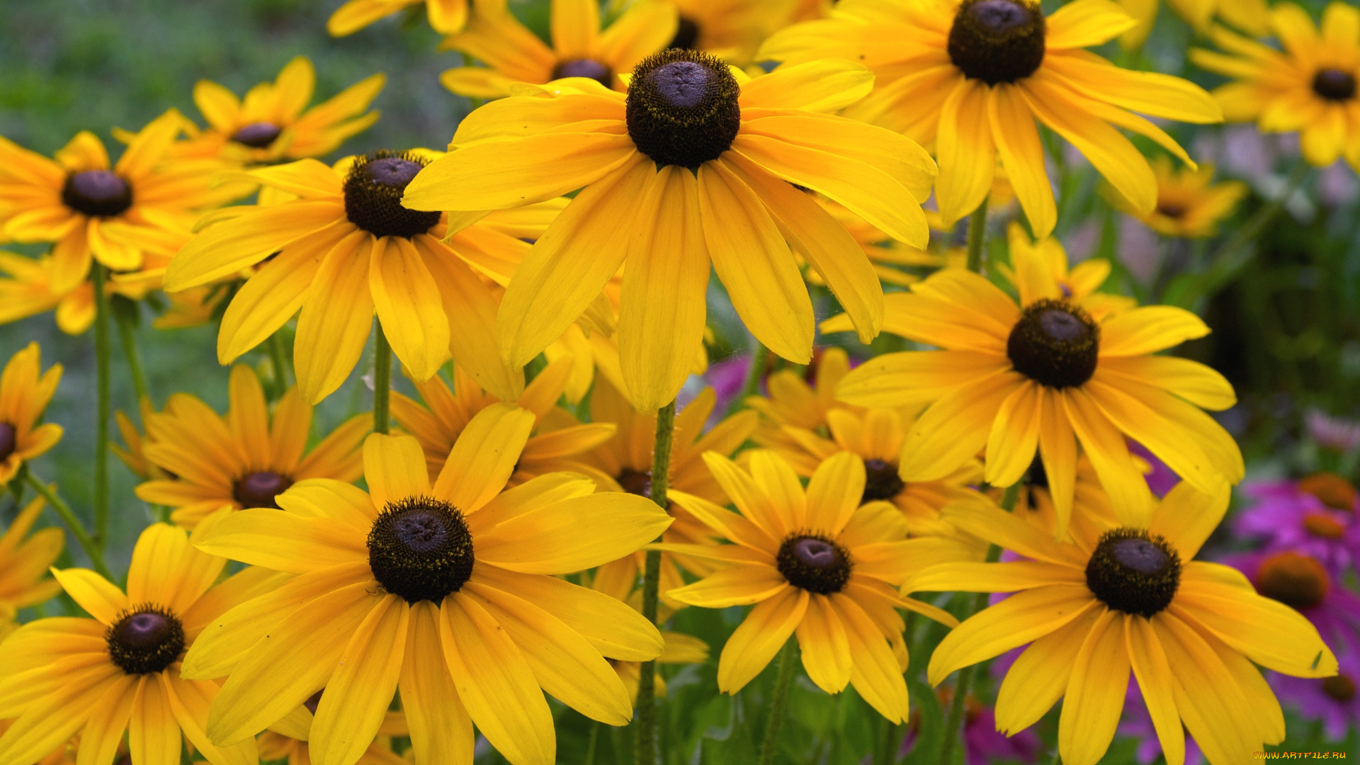 цветы, рудбекия, желтый