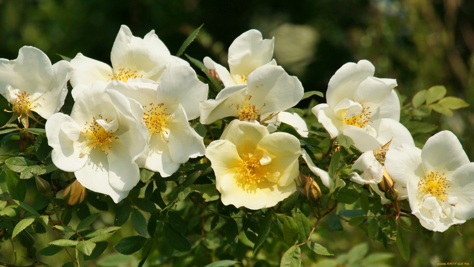 цветы, шиповник, дикая, роза