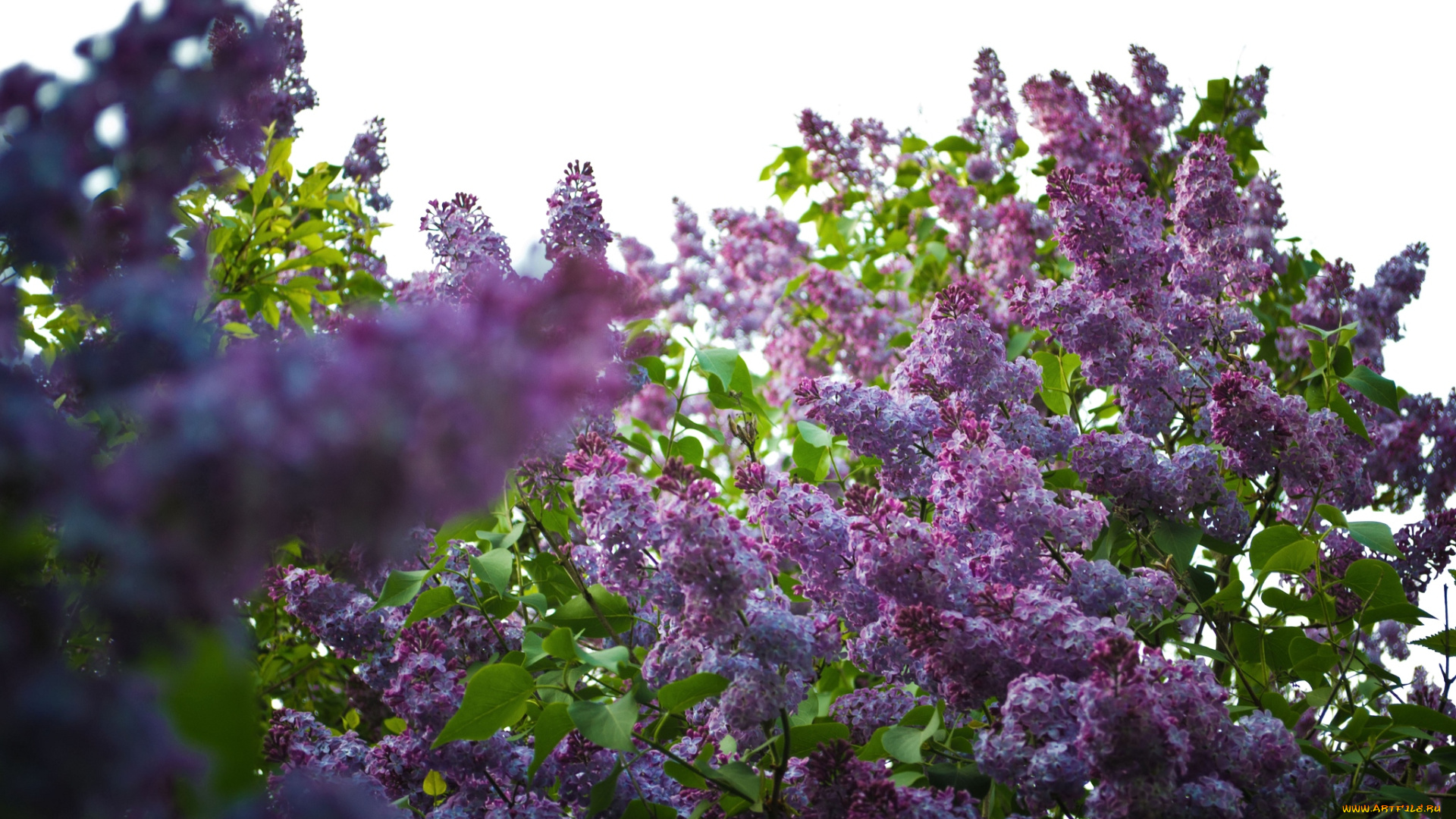 цветы, сирень, кусты, весна