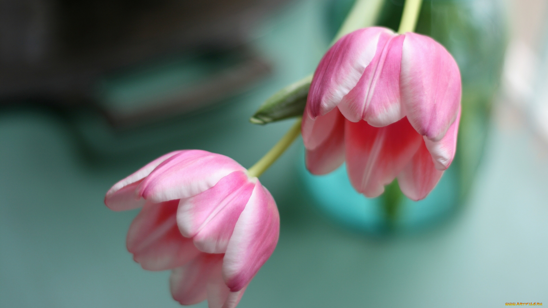 цветы, тюльпаны, бутоны