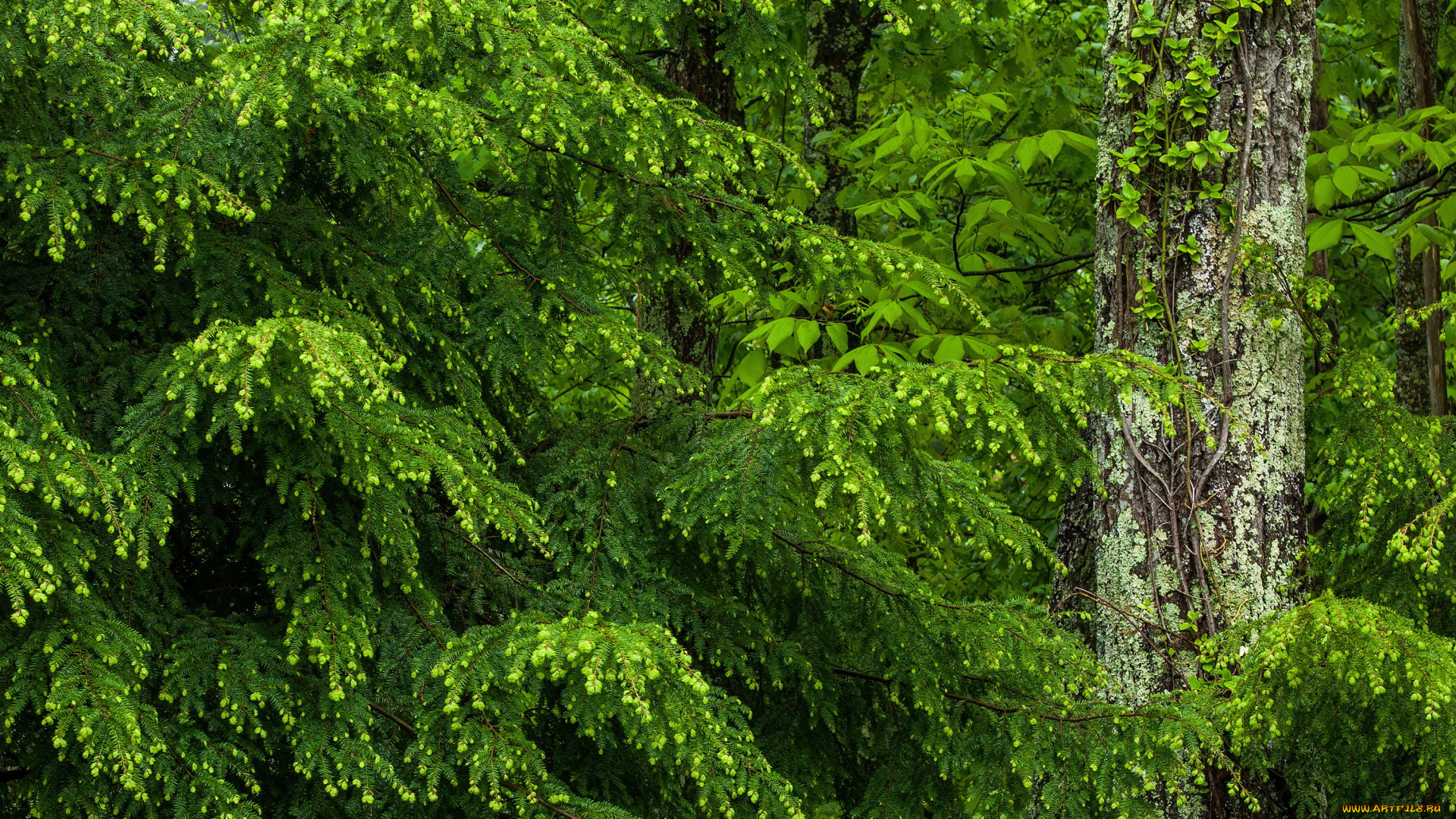 ель, природа, лес, деревья, мох