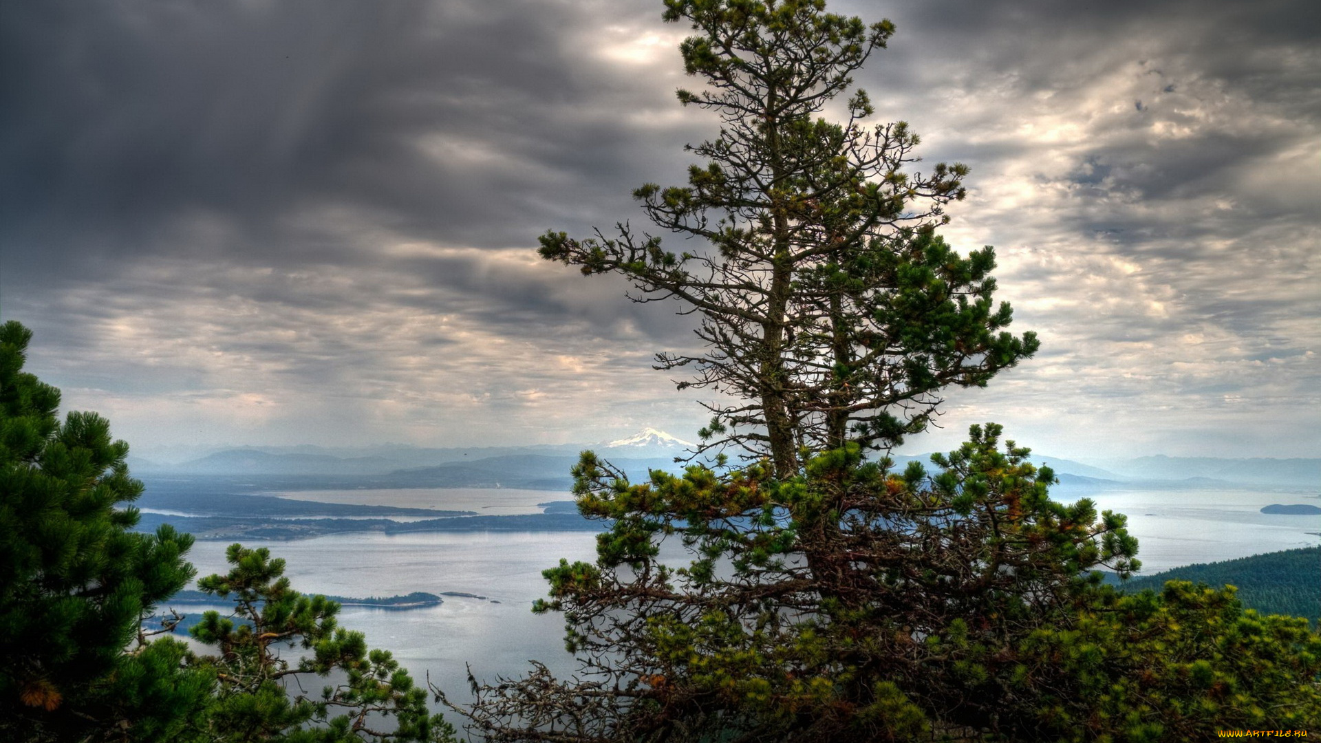 природа, деревья, панорама, тучи, дерево