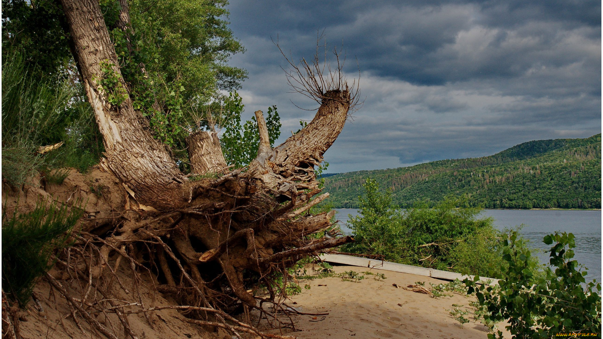 природа, деревья, река, лес, тропинка, дерево, корни