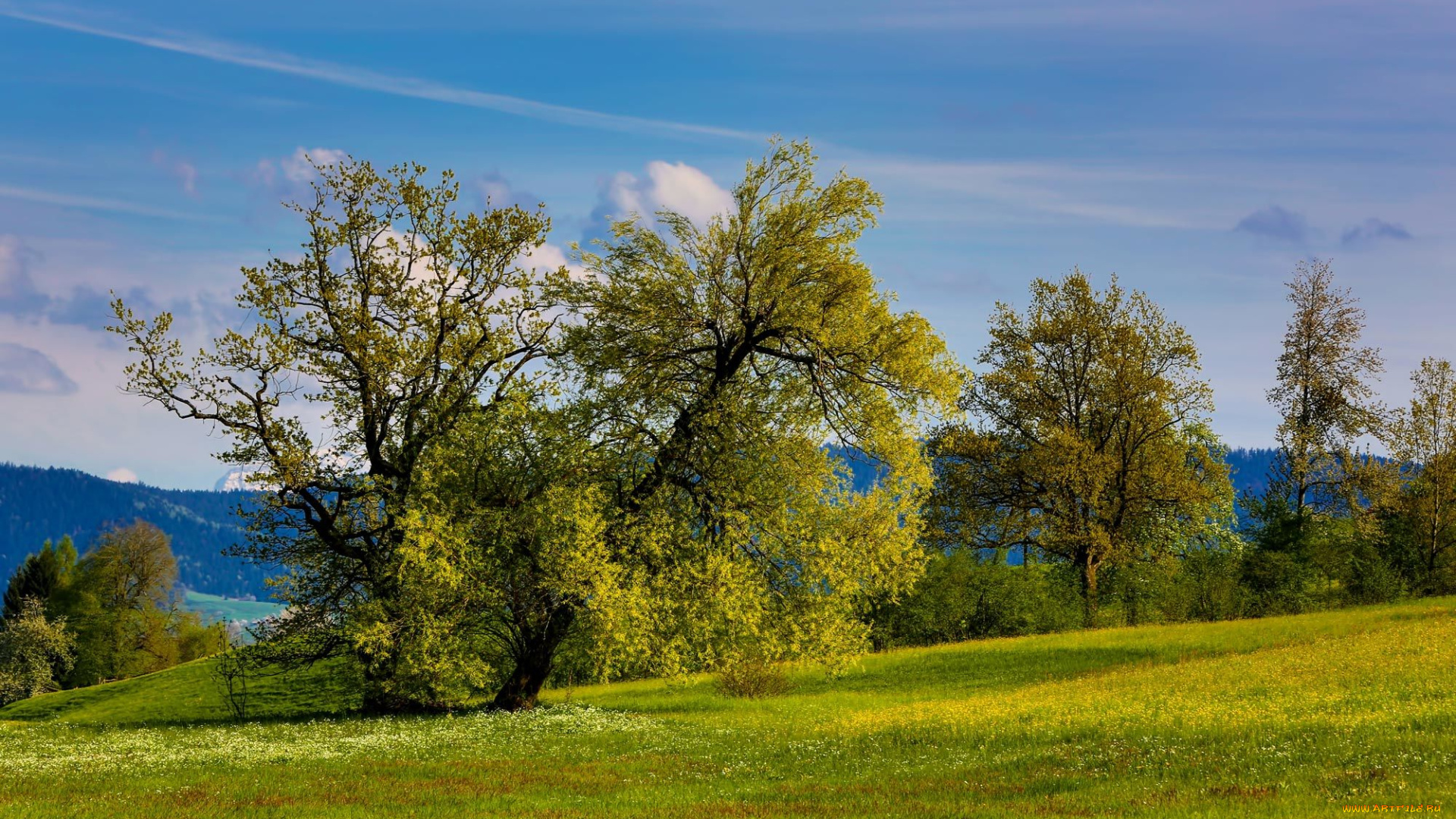 природа, деревья, весна, холмы, зелень