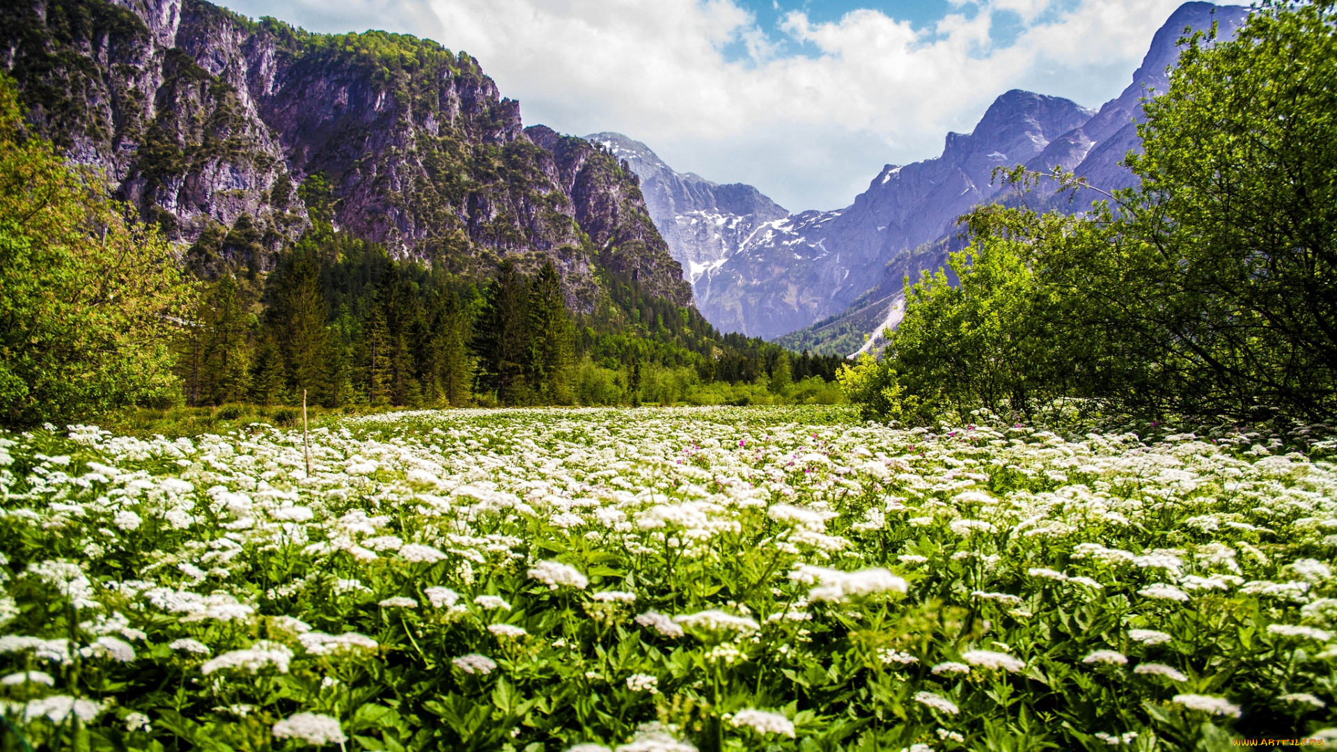 природа, горы, небо, цветы, скалы
