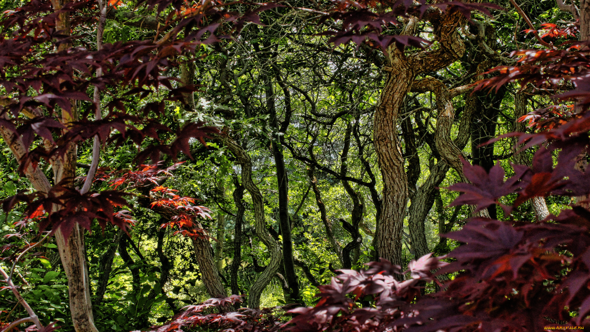 природа, лес, деревья, листья