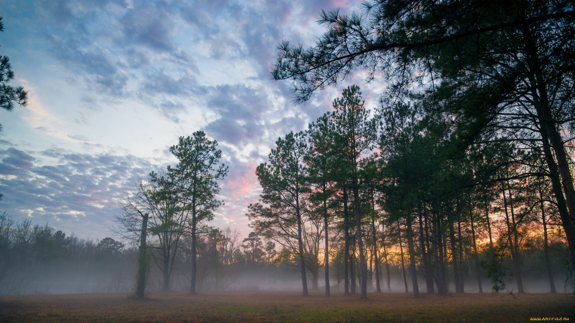 природа, лес, туман, закат