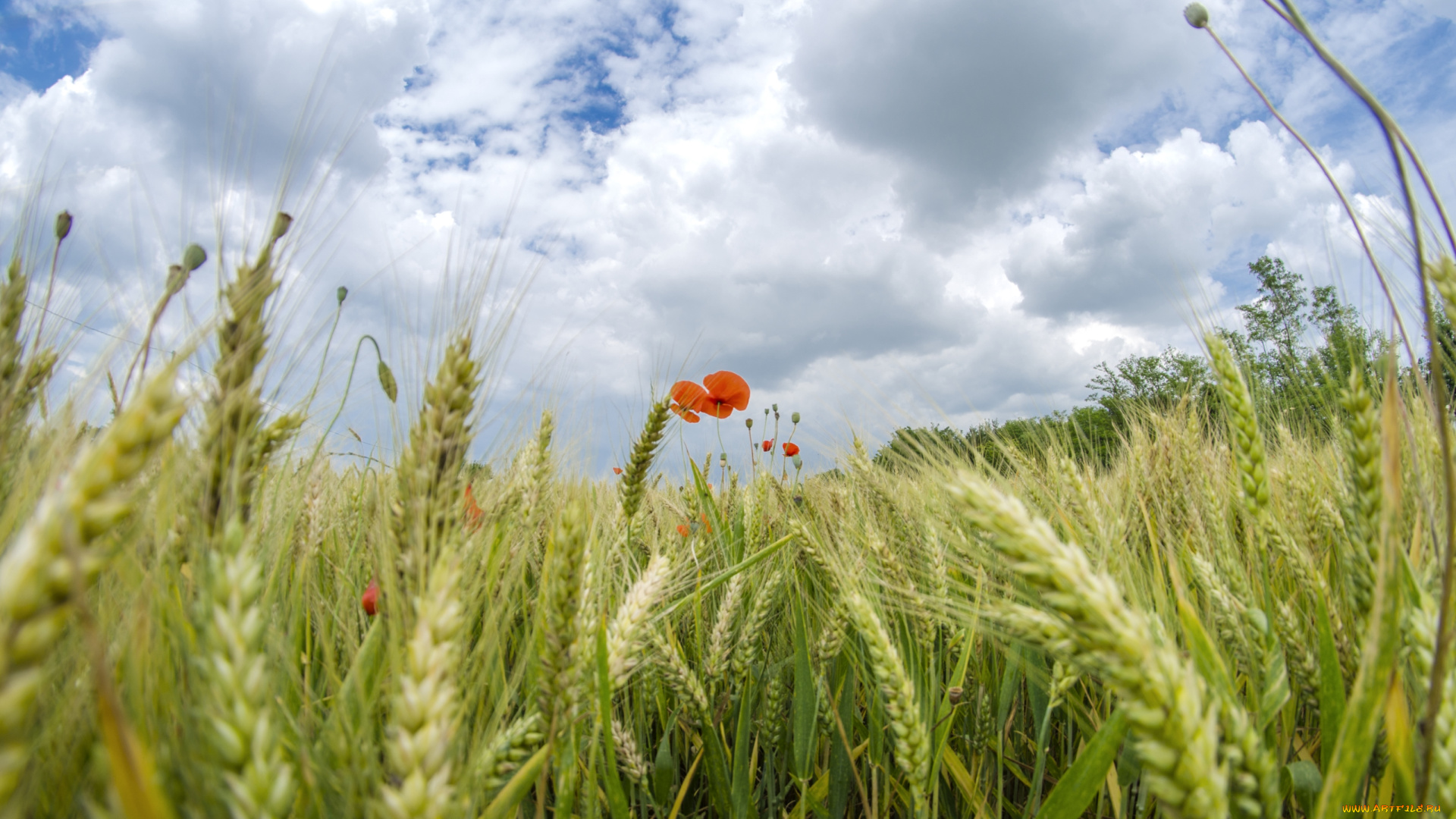 природа, поля, колоски, мак, макро